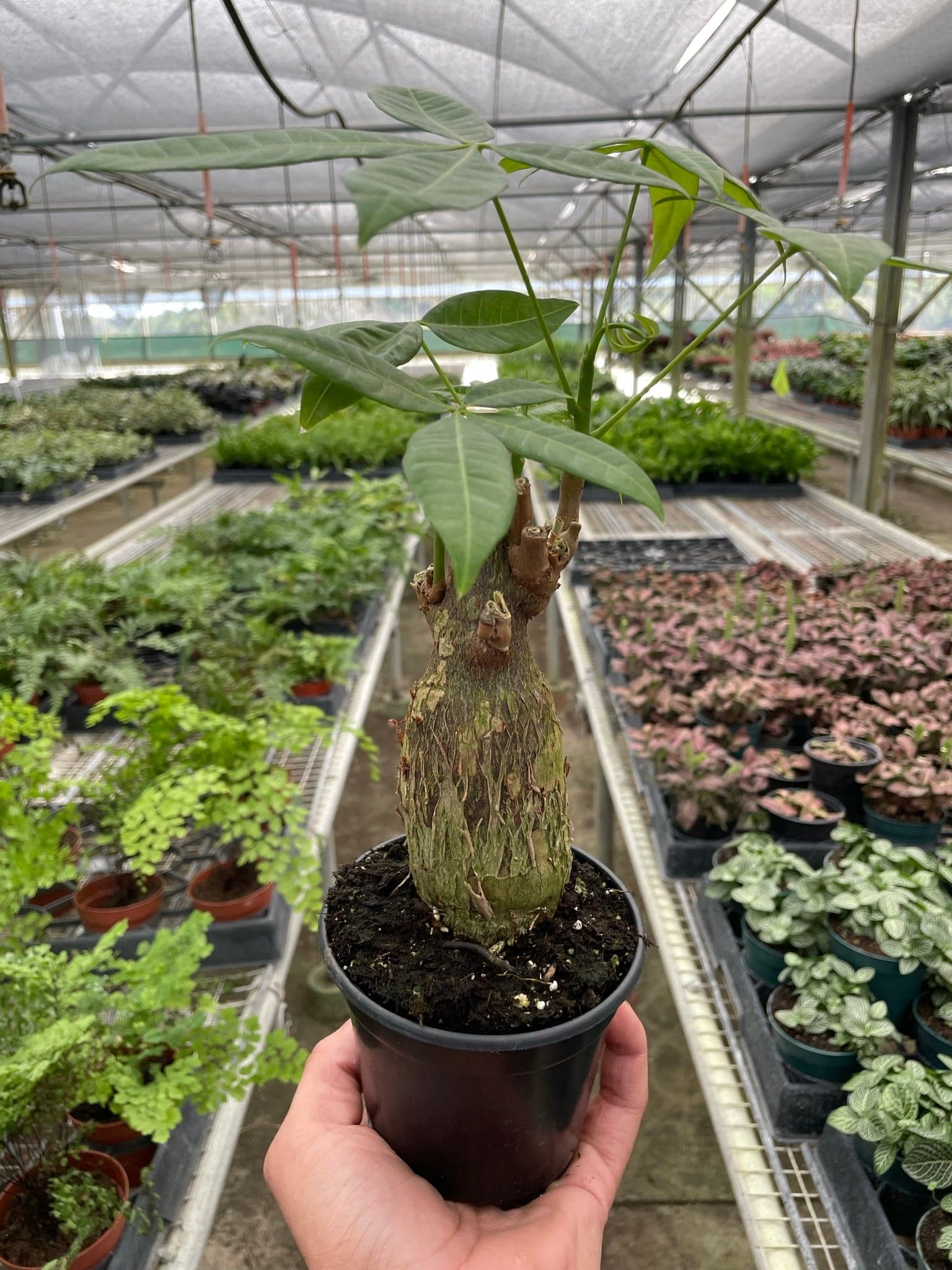 Money Tree ‘Guiana Chestnut’ Pachira Stump