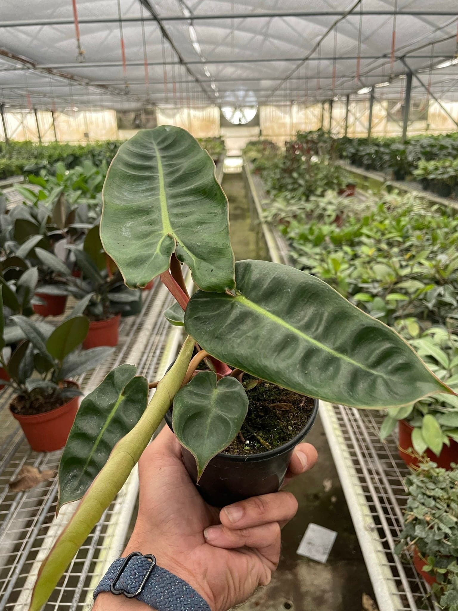 Philodendron ‘Billietiae’