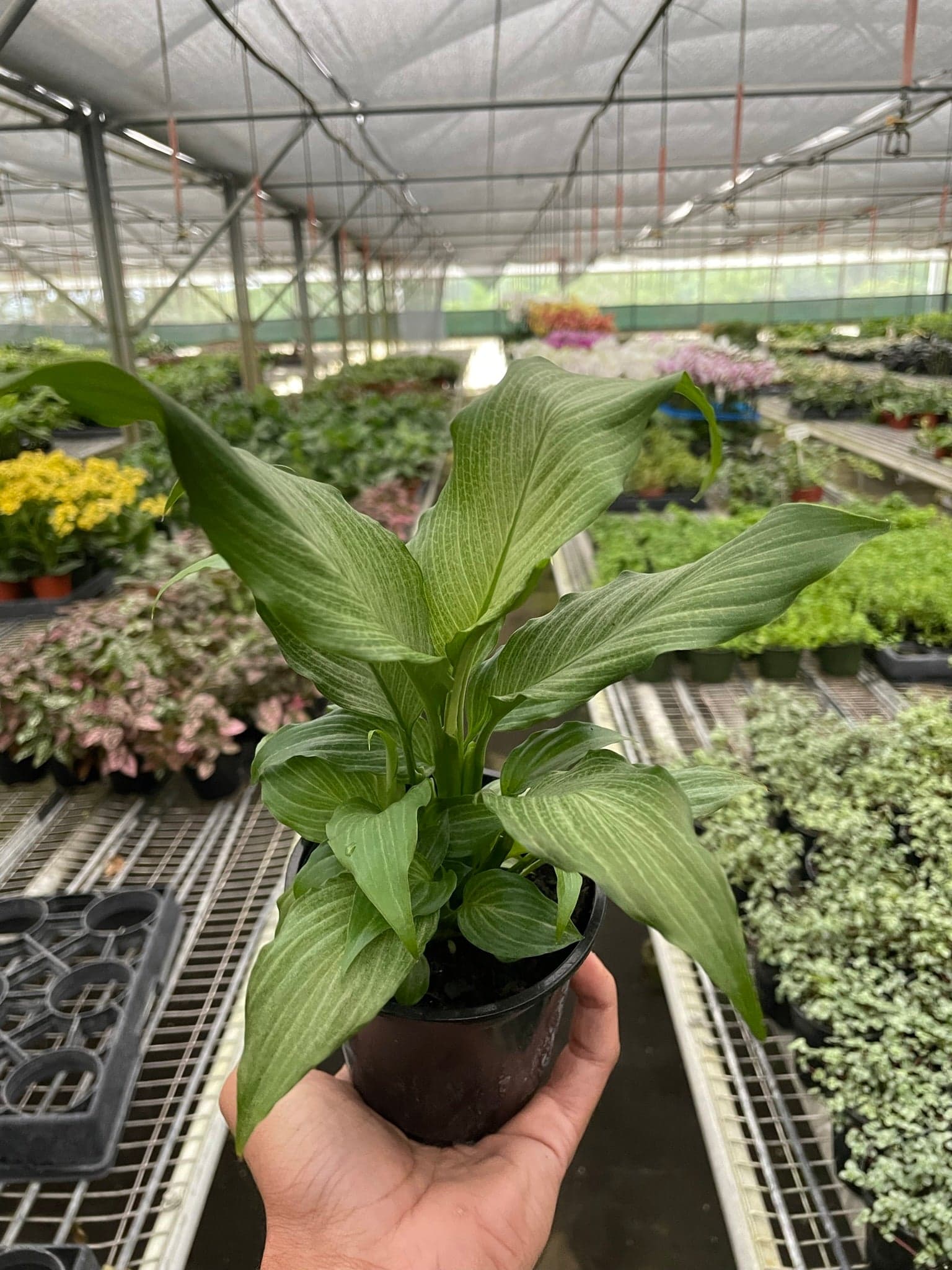 Spathiphyllum ‘Platinum Mist’