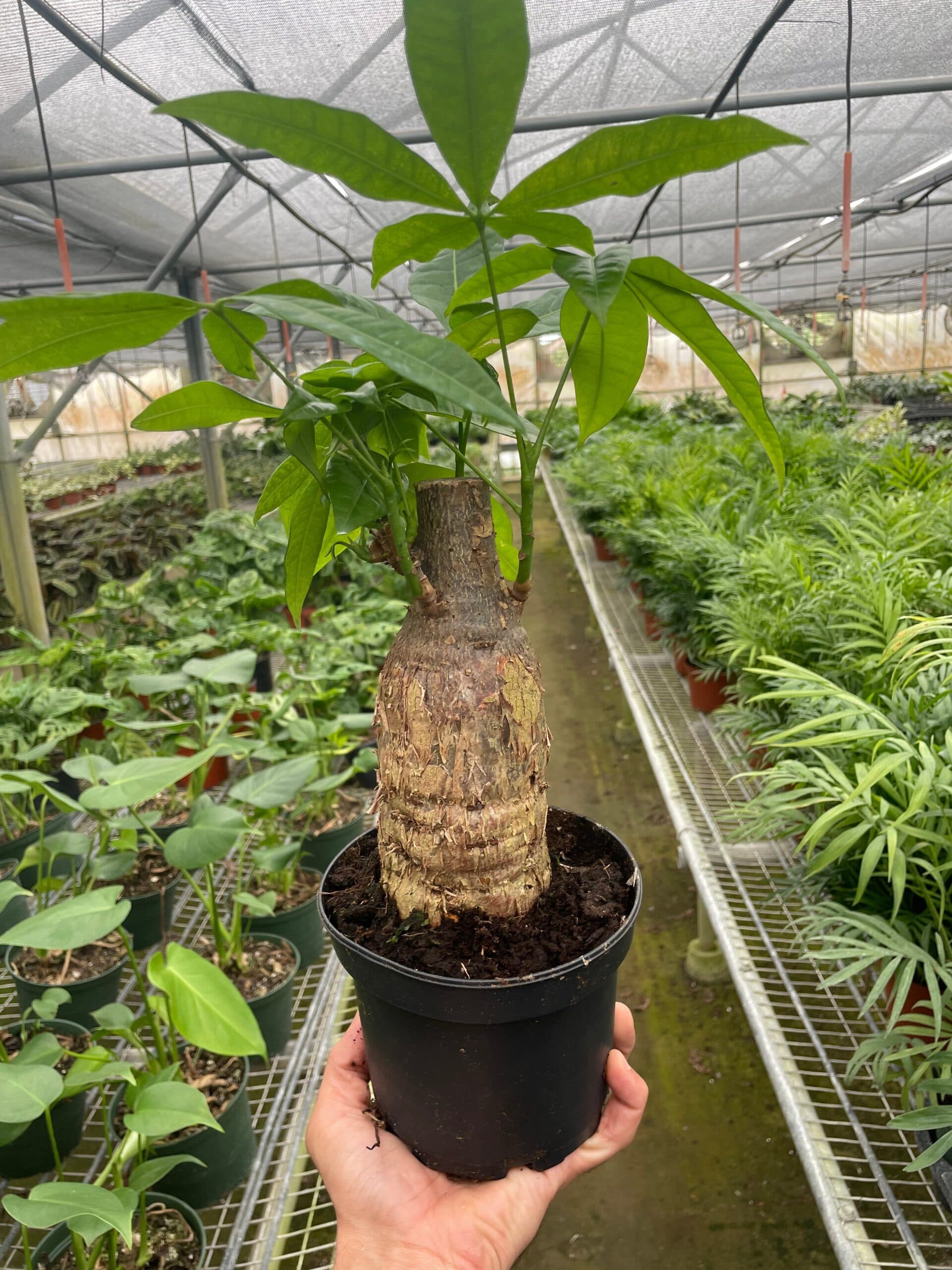 Money Tree ‘Guiana Chestnut’ Pachira Stump - thumbnail 2