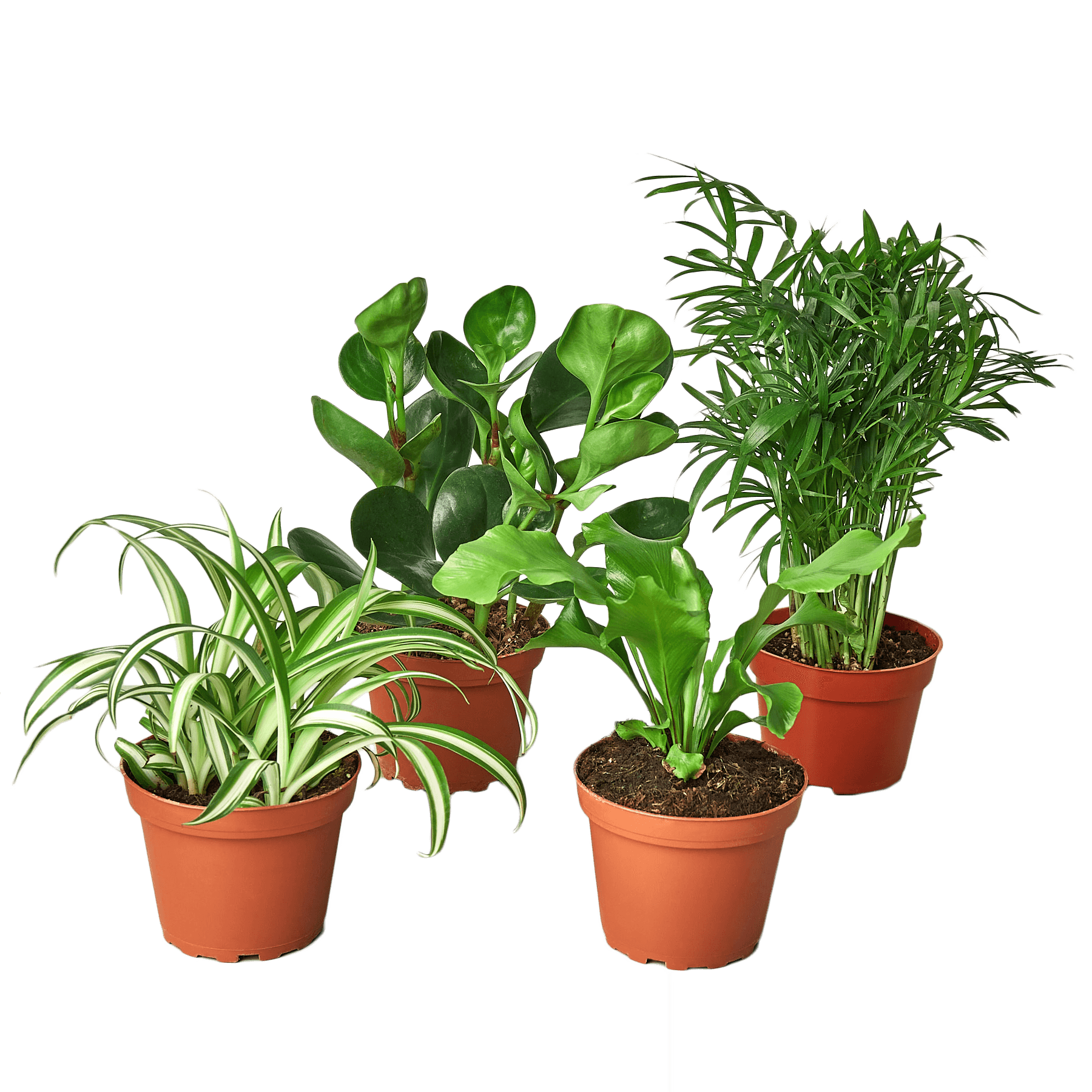 Pet Friendly Variety Bundle – REVASED OPEN
