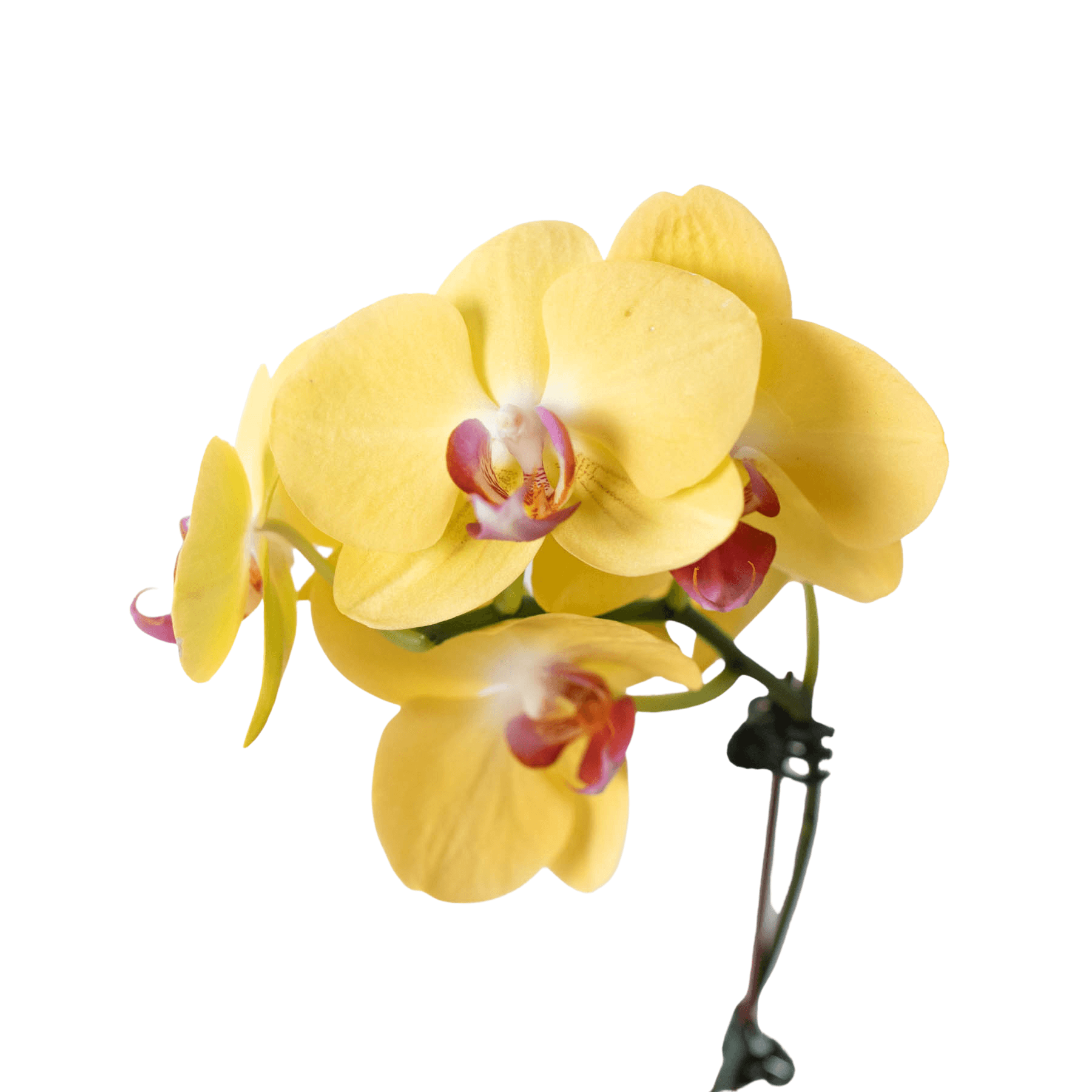 Orchid ‘Yellow Phalaenopsis’ - thumbnail 2