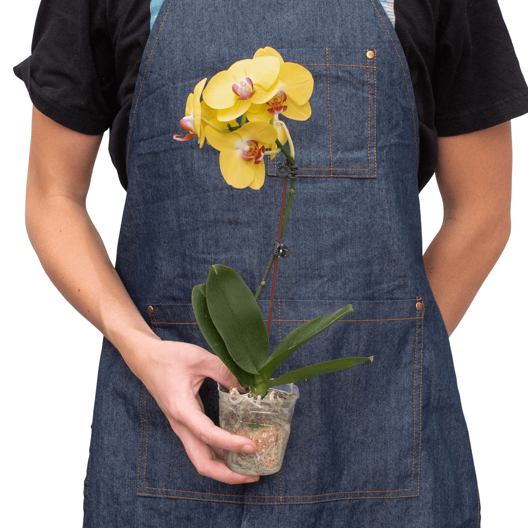 Orchid ‘Yellow Phalaenopsis’ - thumbnail 3