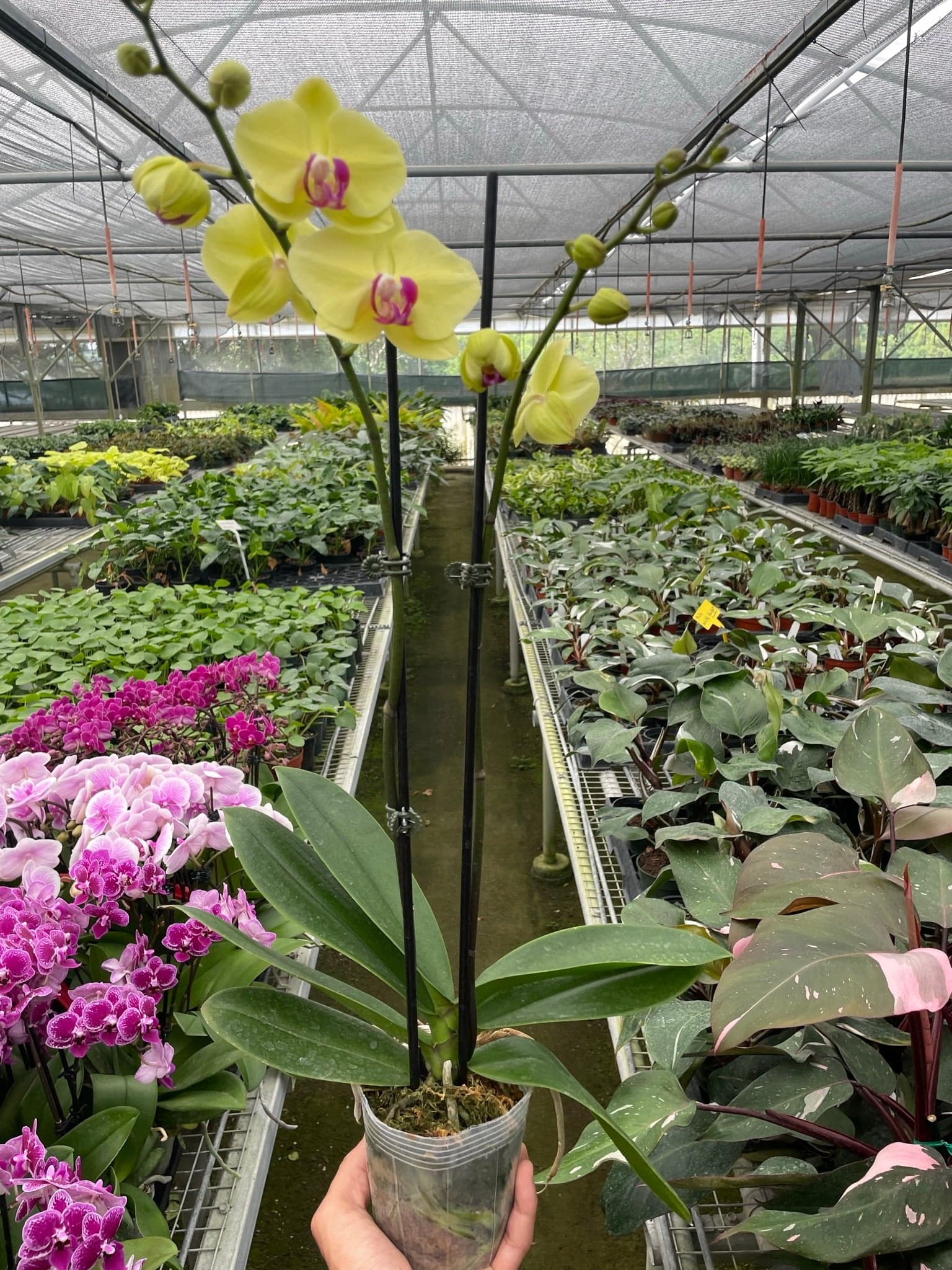 Orchid ‘Yellow Phalaenopsis’ - thumbnail 4