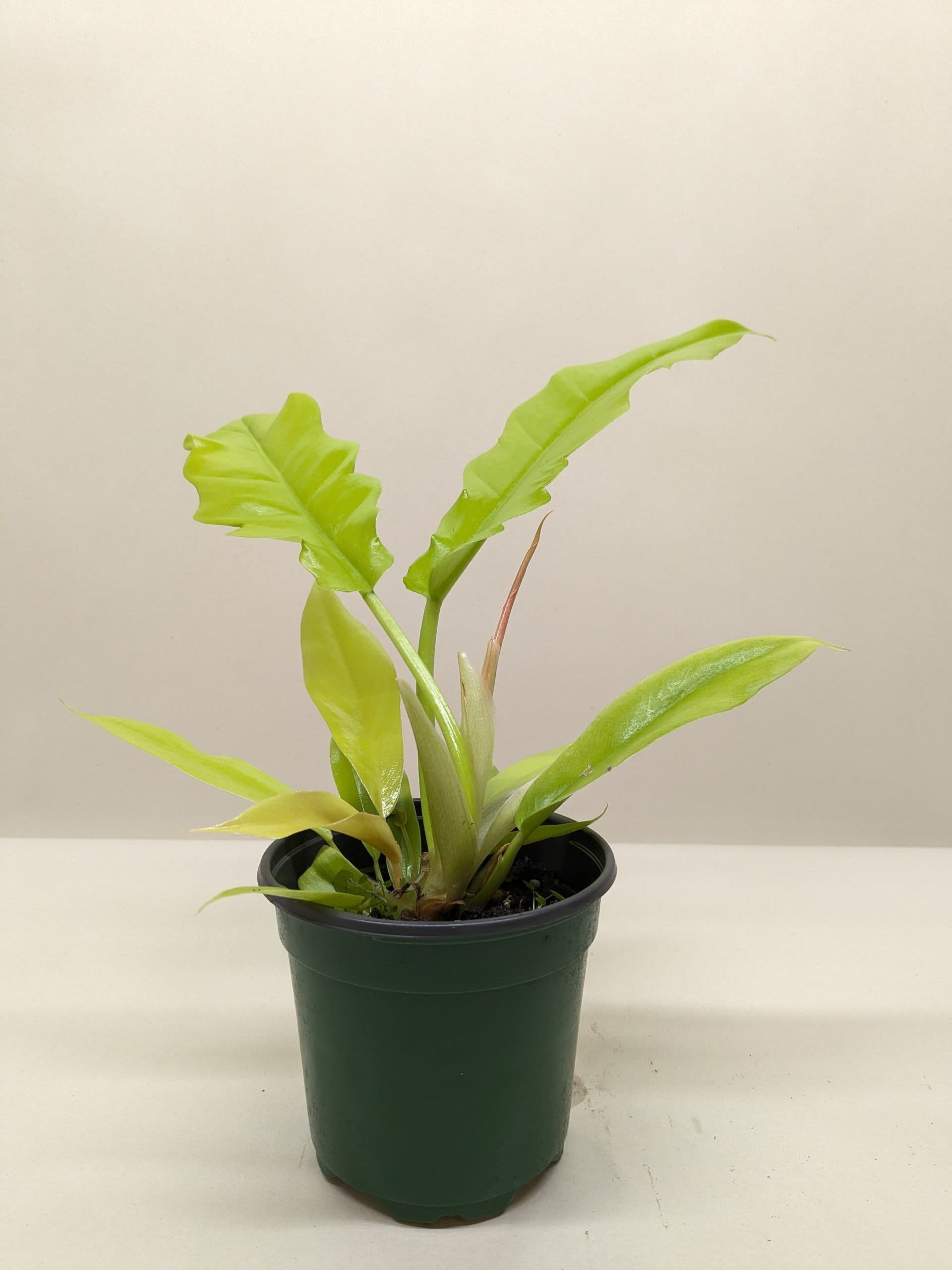 Philodendron ‘Golden Crocodile’ - thumbnail 2