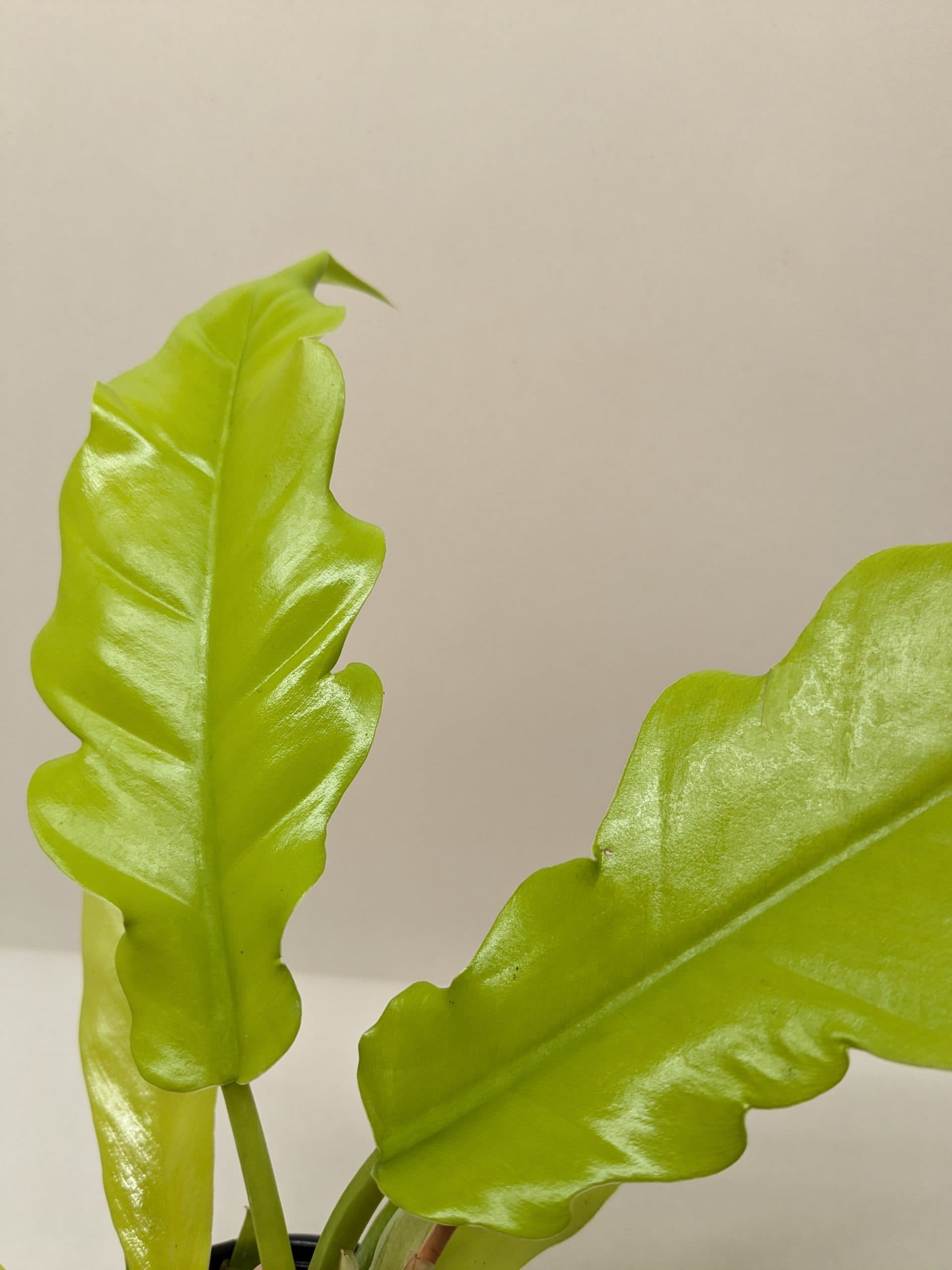 Philodendron ‘Golden Crocodile’