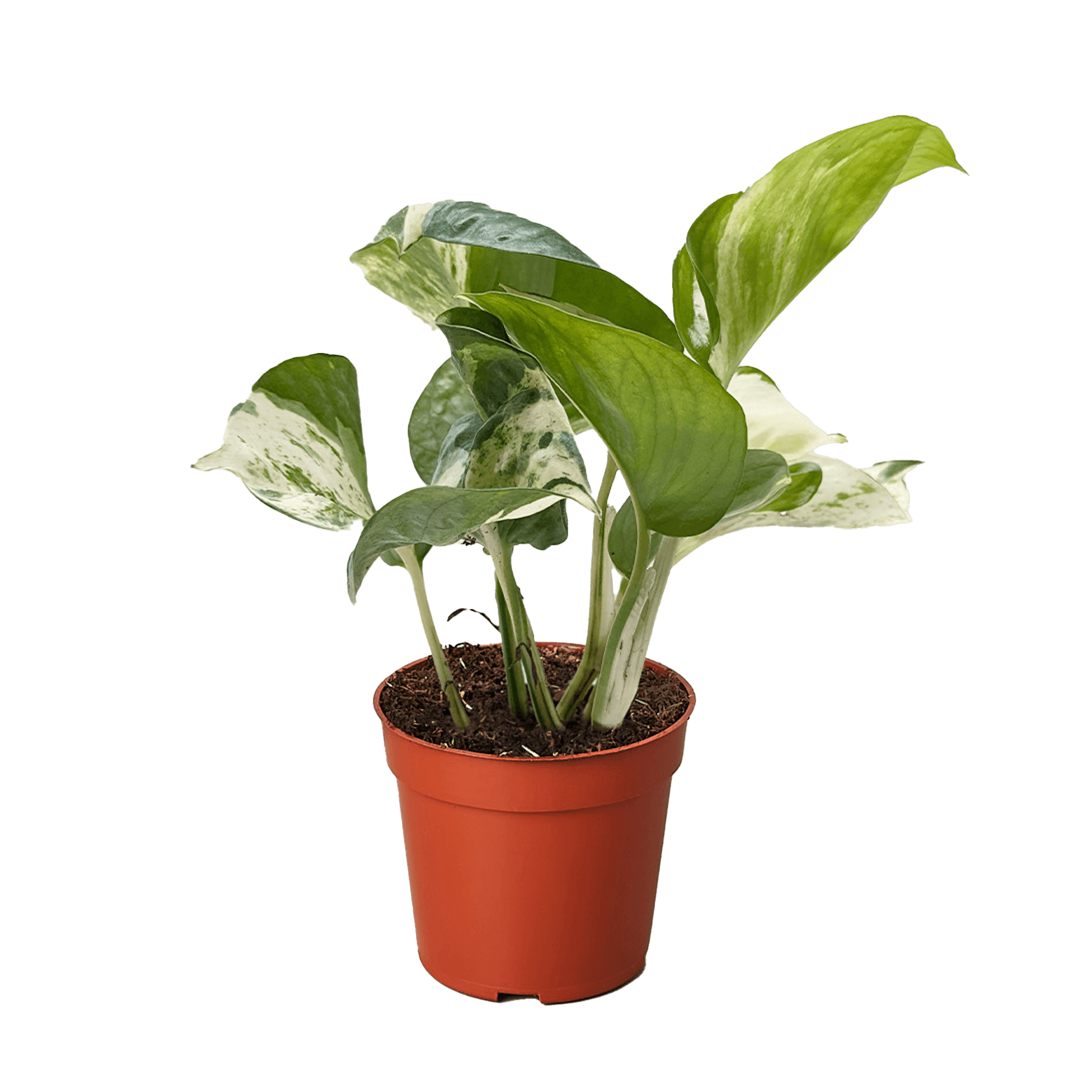 Pothos Manjula