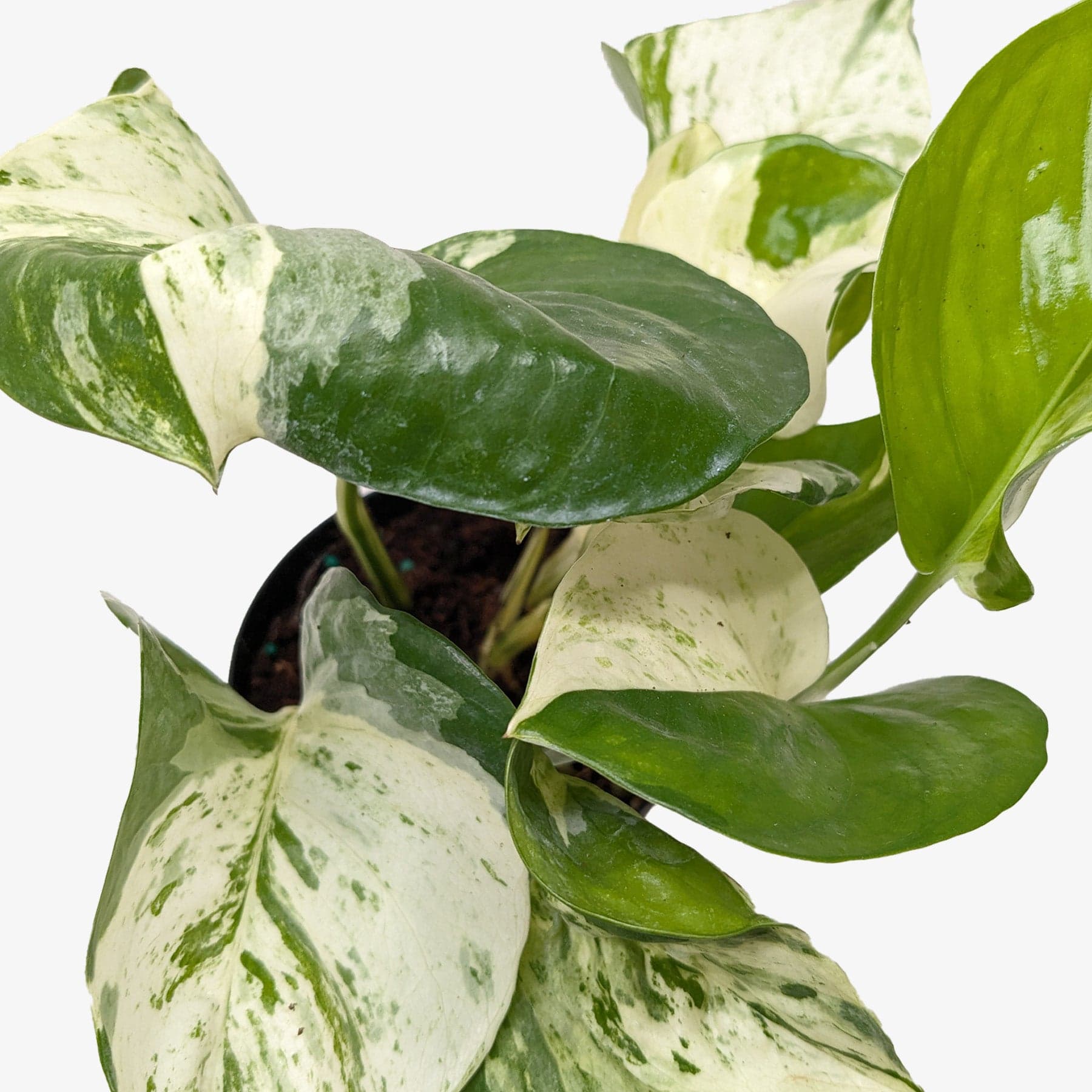 Pothos Manjula - thumbnail 2