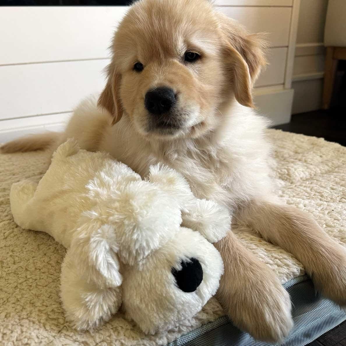 Snuggle Puppy