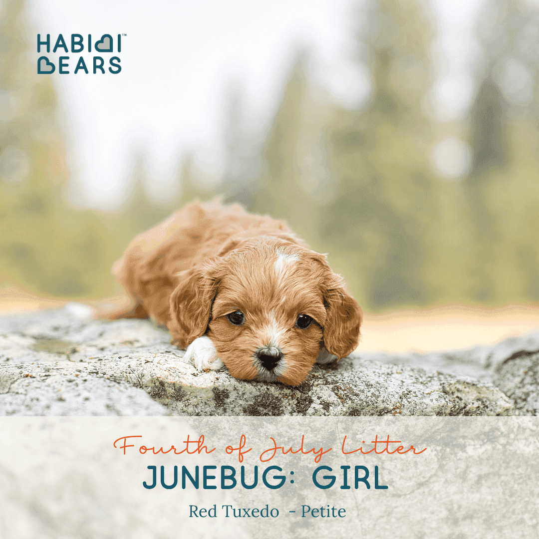 Junebug: Girl – Red Tuxedo - thumbnail 6