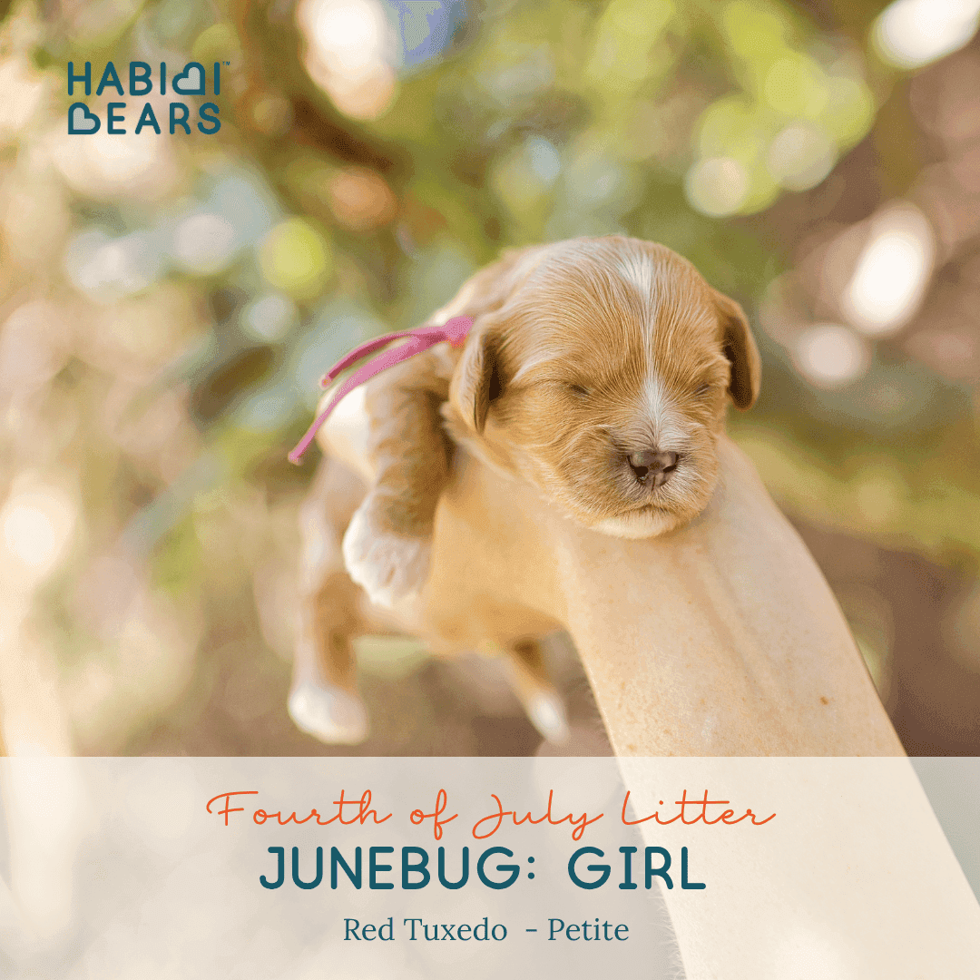 Junebug: Girl – Red Tuxedo - thumbnail 8