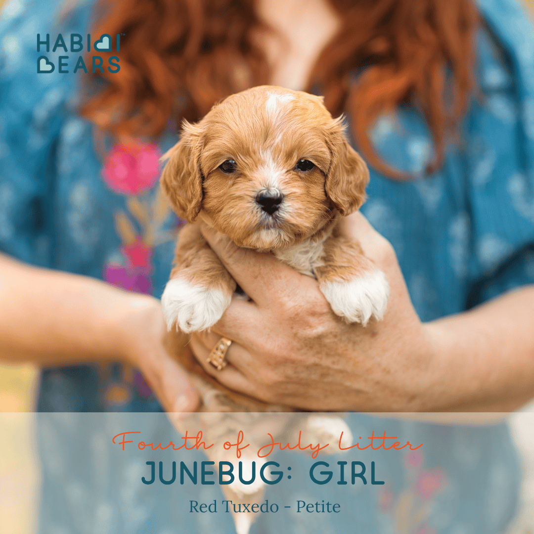 Junebug: Girl – Red Tuxedo - thumbnail 7