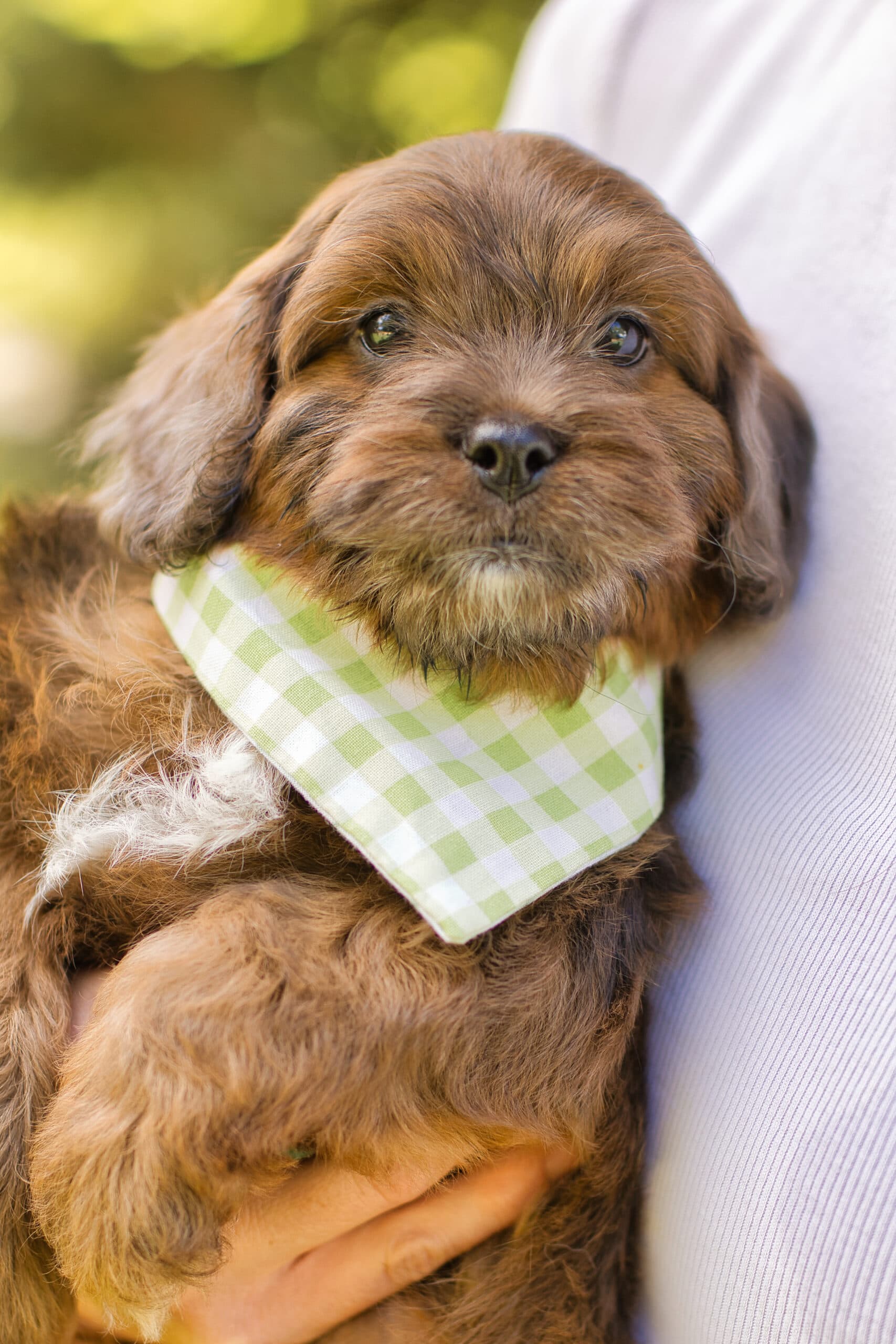 Labubu – Boy – Blue Merle Phantom