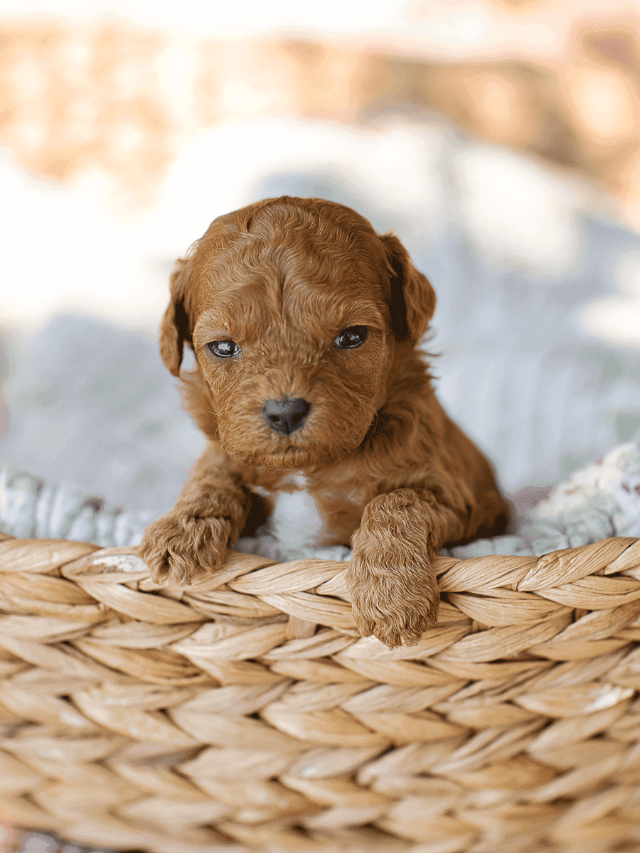 Tigger- Boy – Red Tuxedo