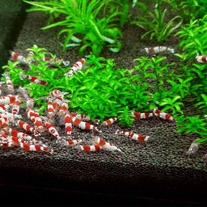 hygger CO2 Aquarium Soil - thumbnail 2