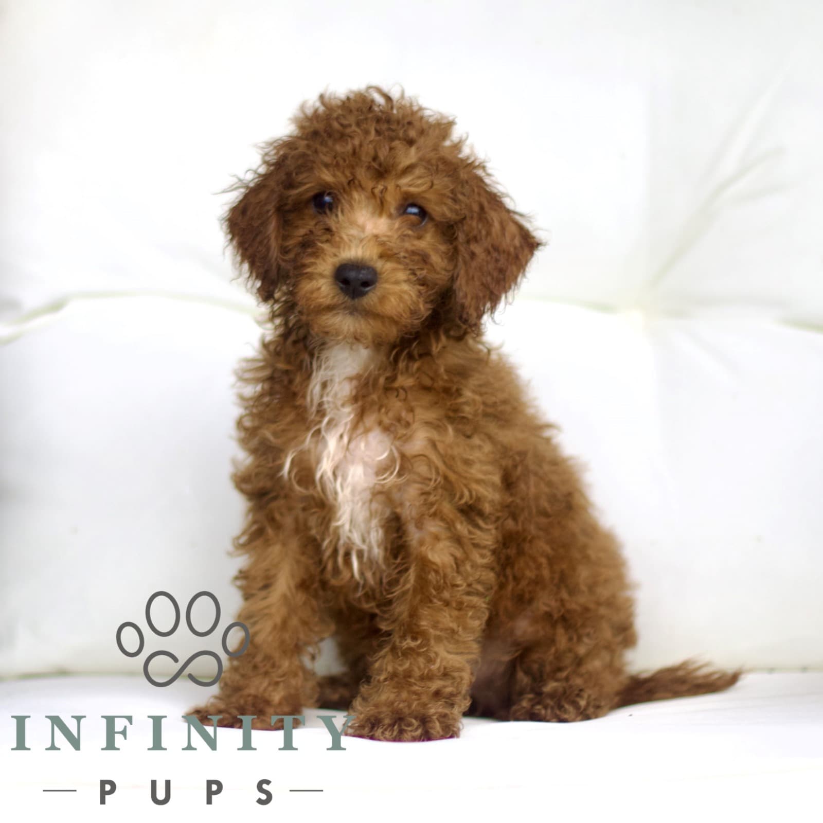 Maverick – AKC
