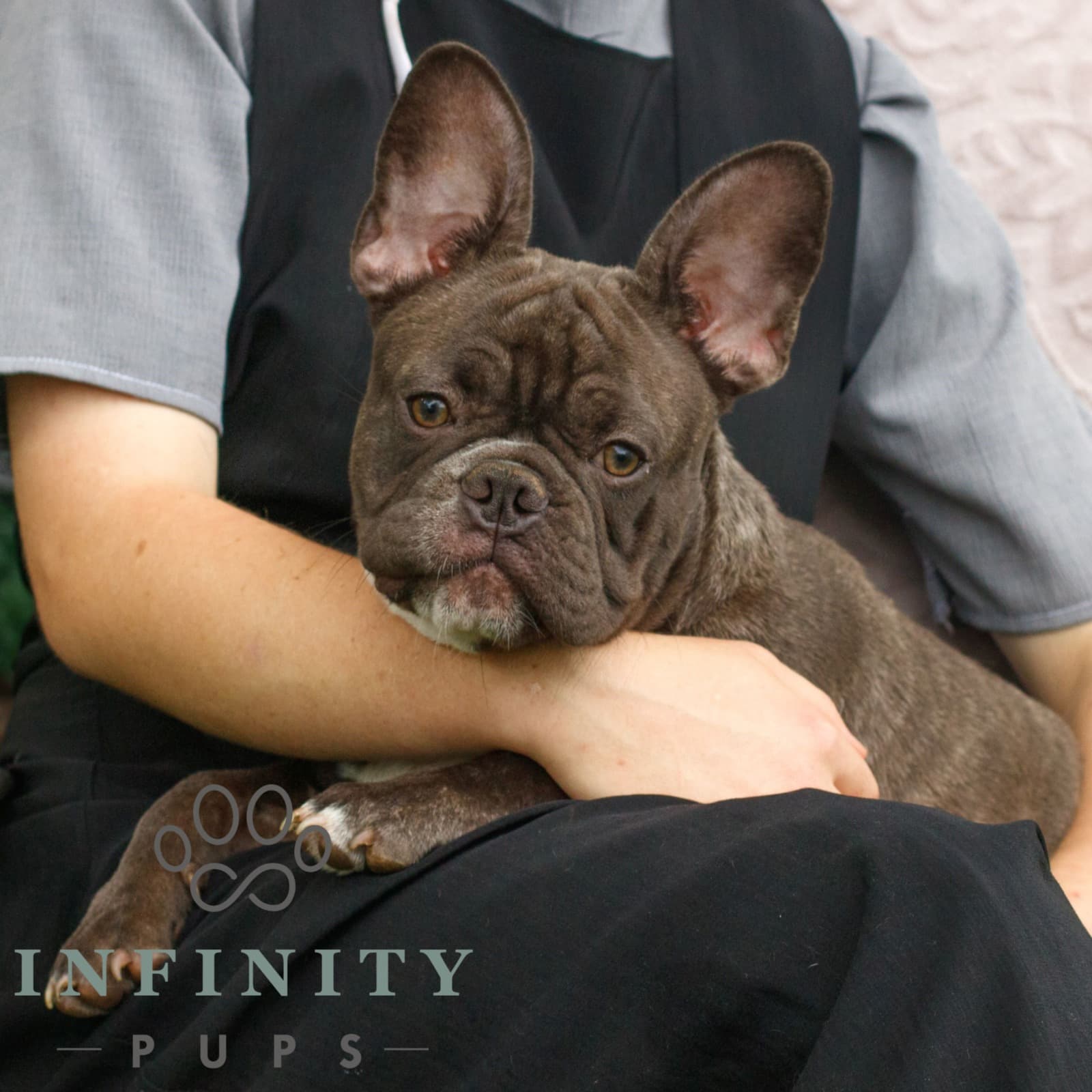 Charlie – AKC