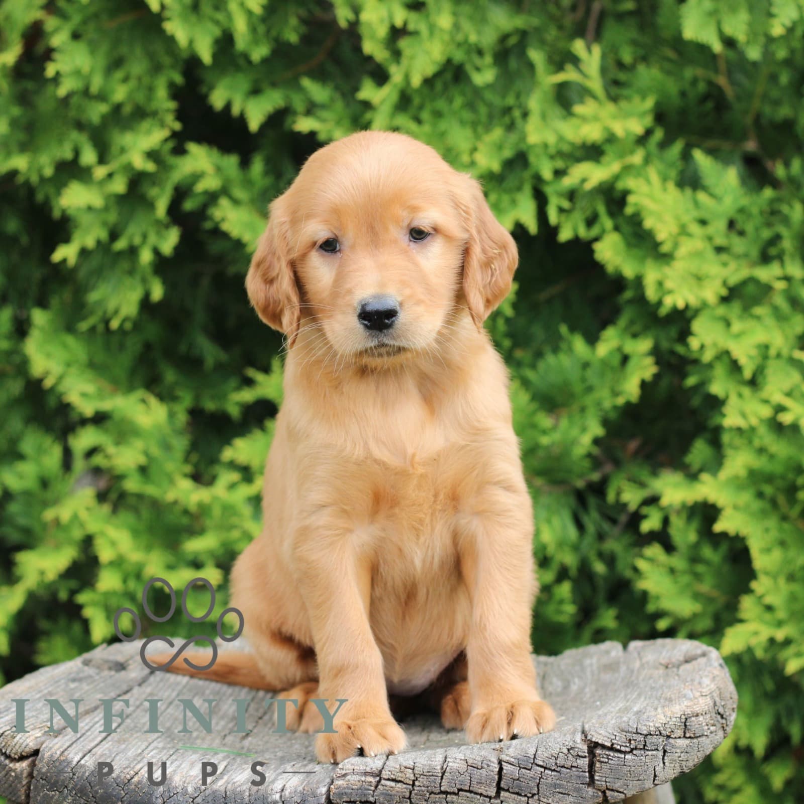 Wynn – Golden-Irish