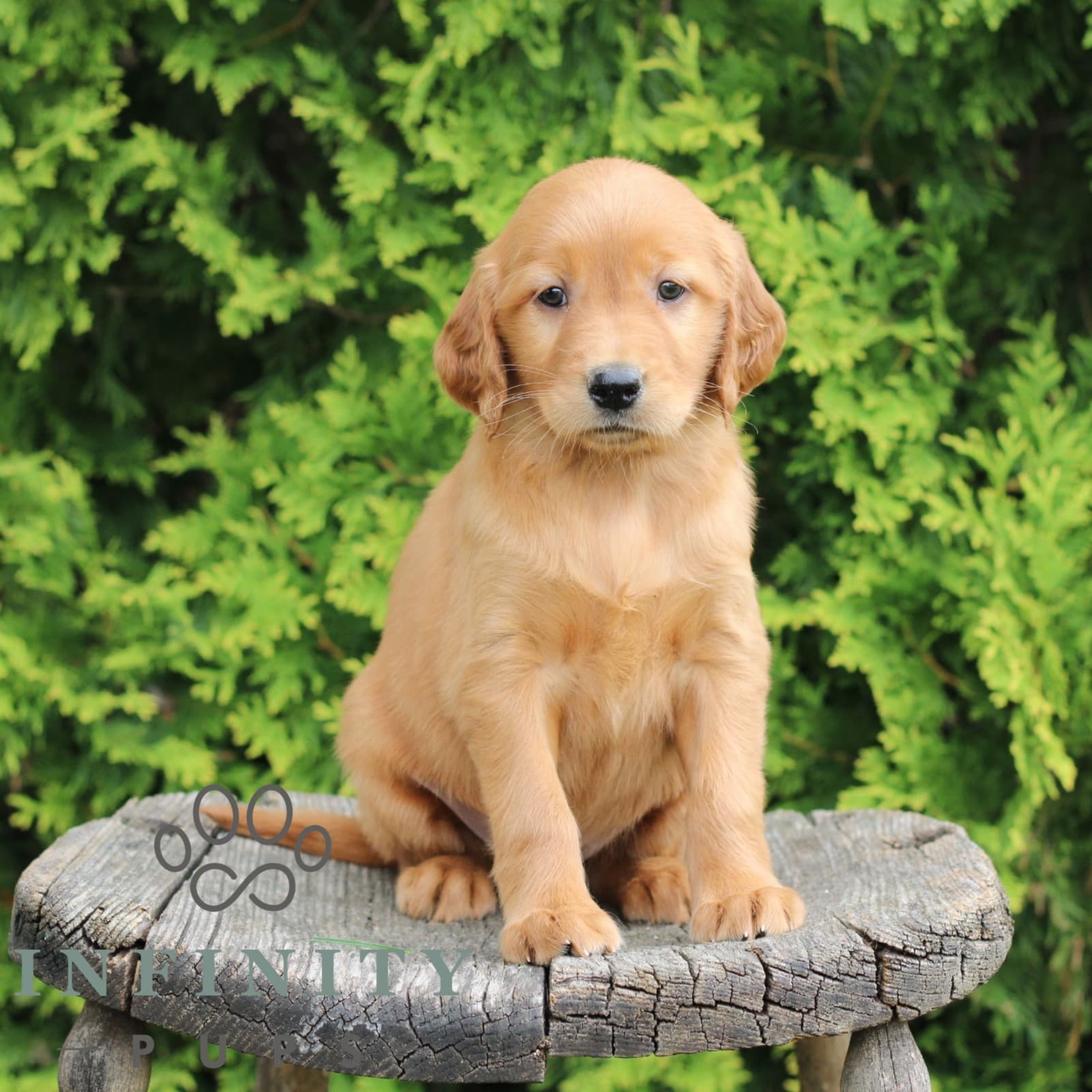 Wynn – Golden-Irish - thumbnail 3