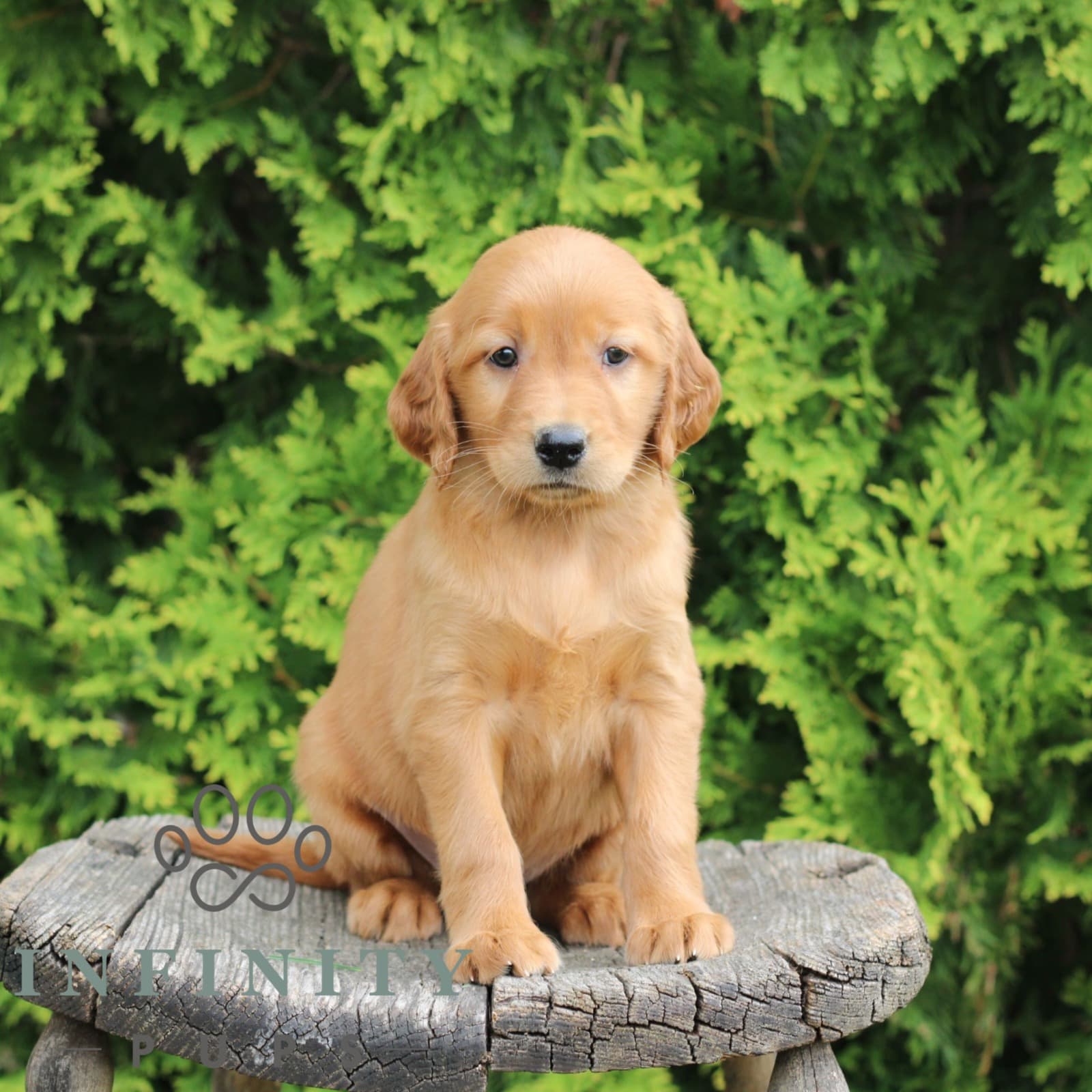 Wynn – Golden-Irish - thumbnail 4