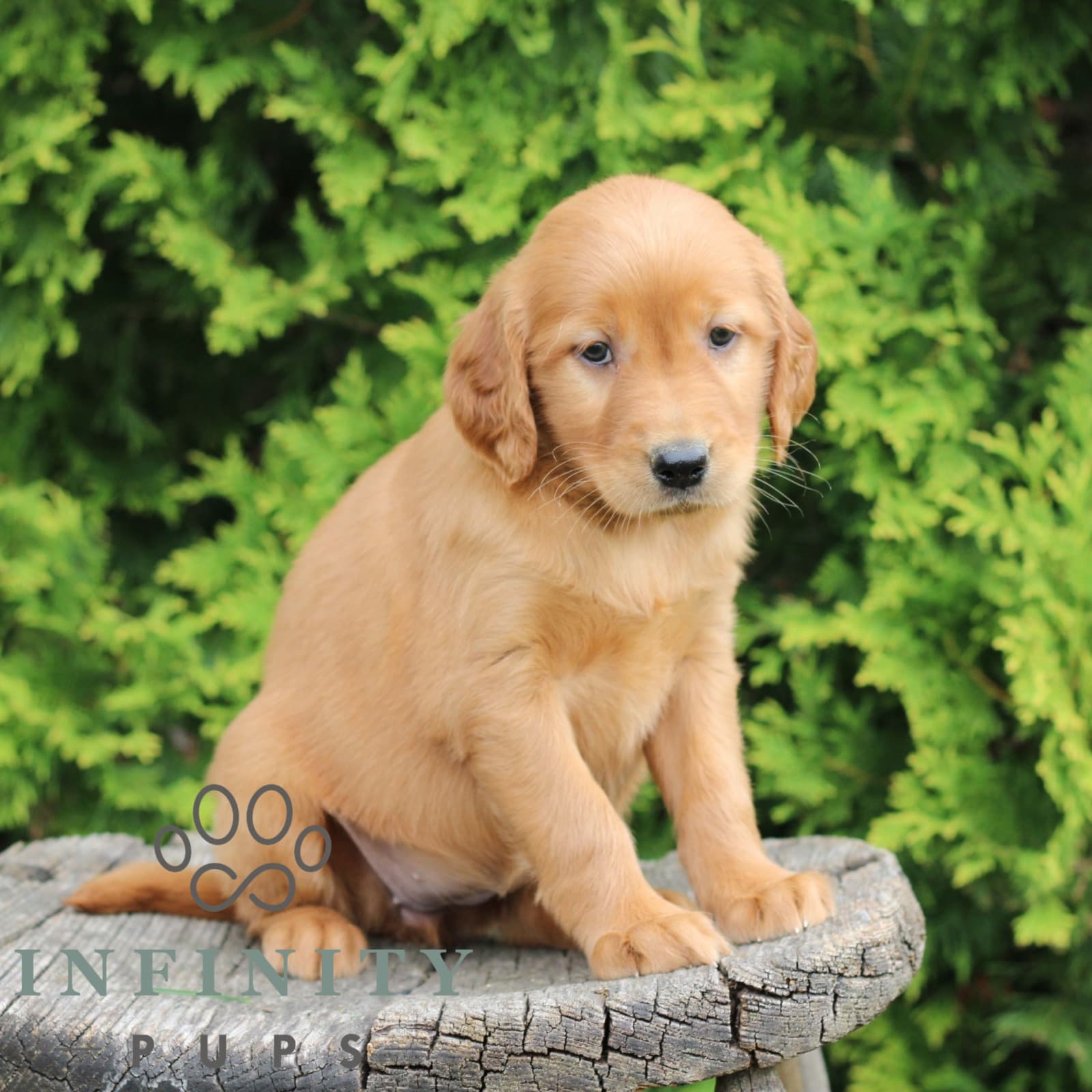 Wynn – Golden-Irish - thumbnail 5