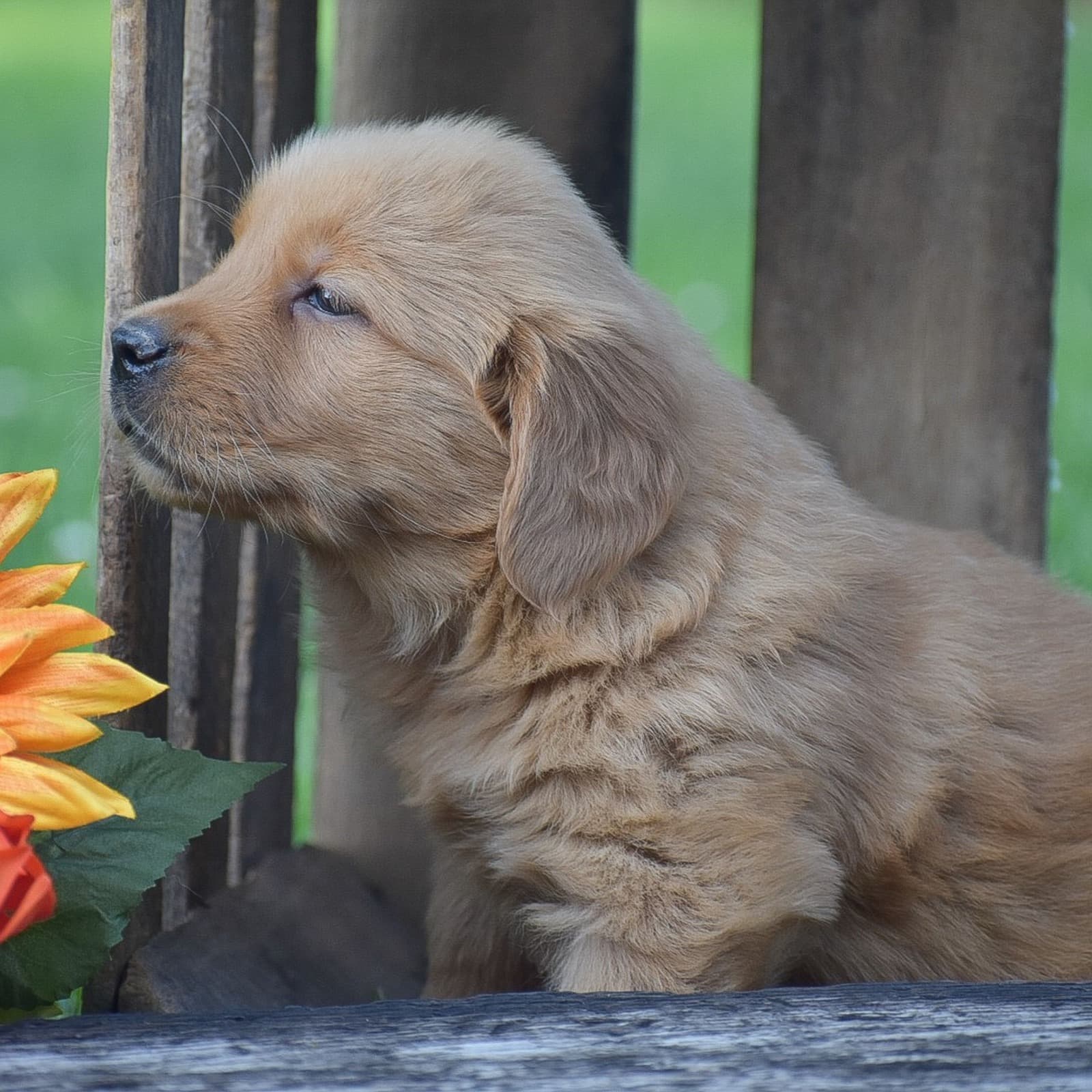 Penny – AKC - thumbnail 5