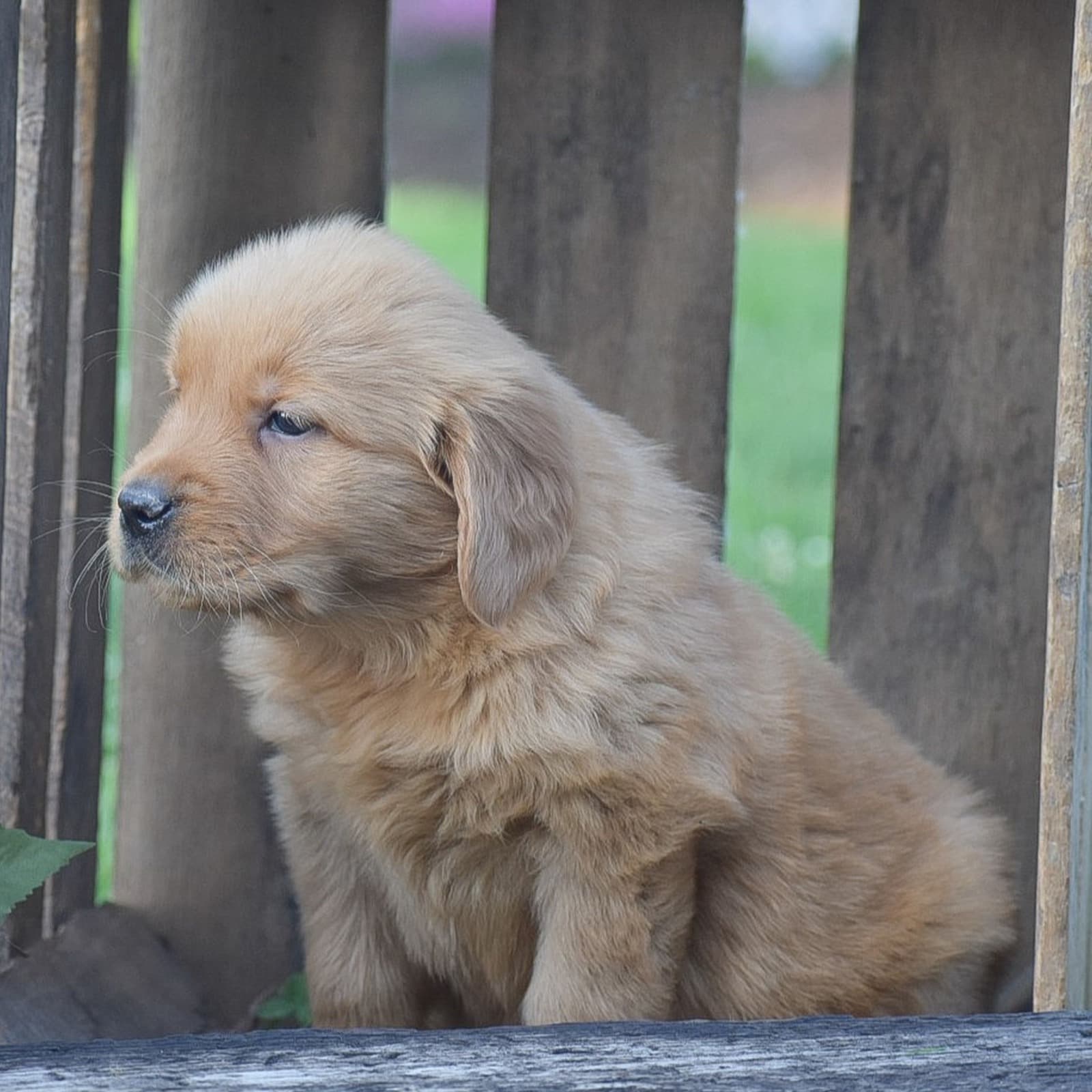 Penny – AKC - thumbnail 3
