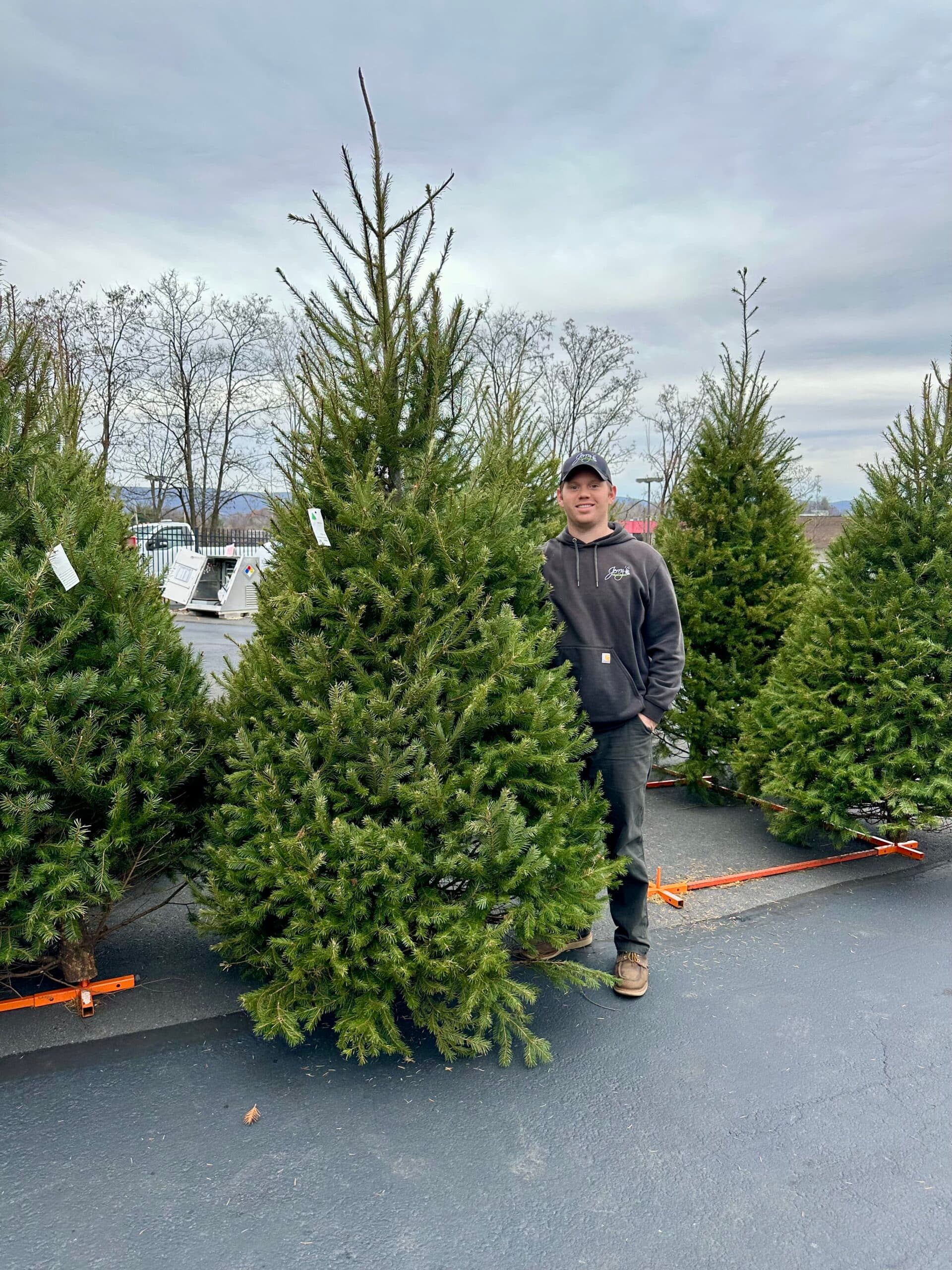 Douglas Fir – Real Christmas Tree