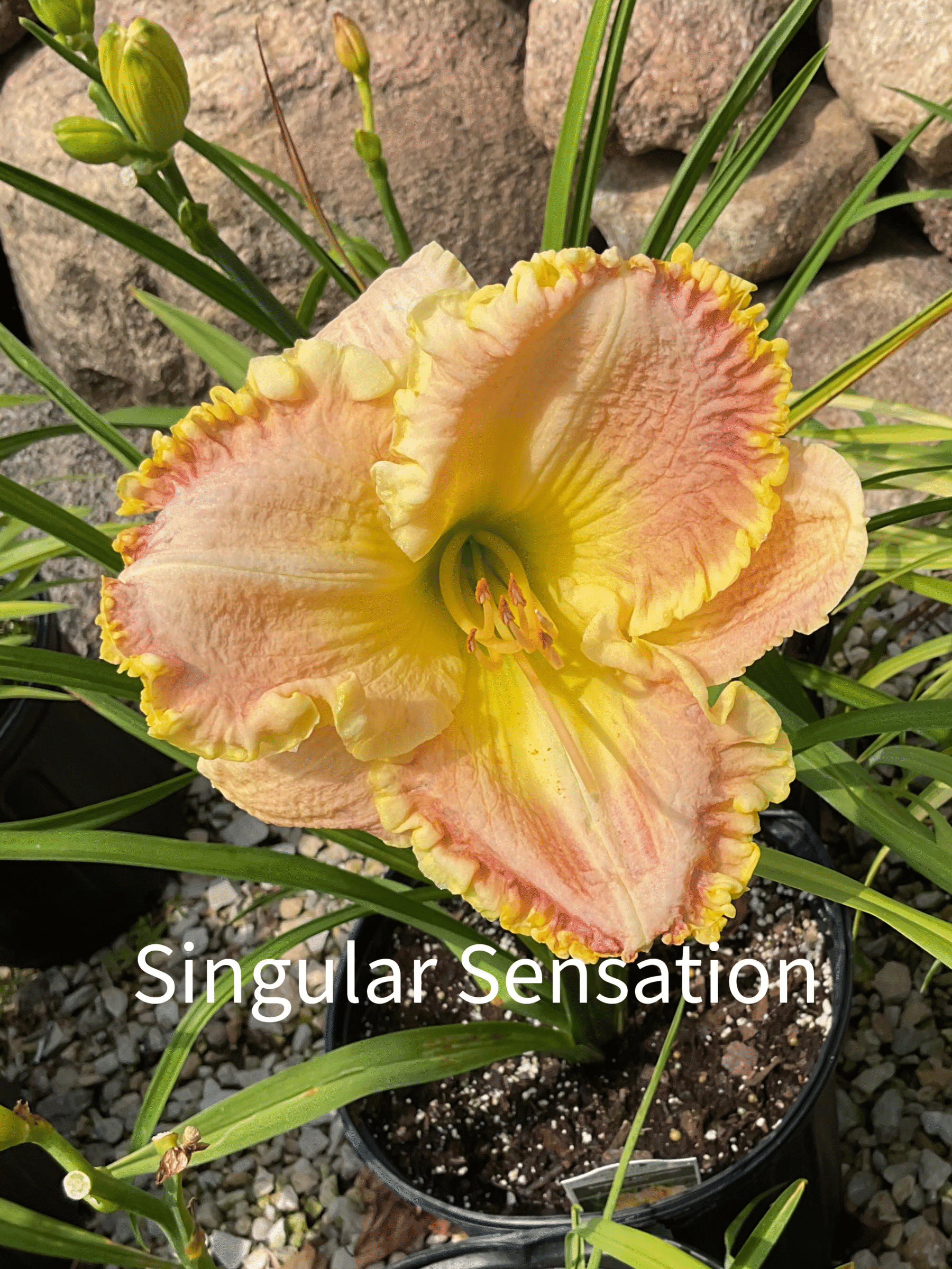 Singular Sensation Daylily