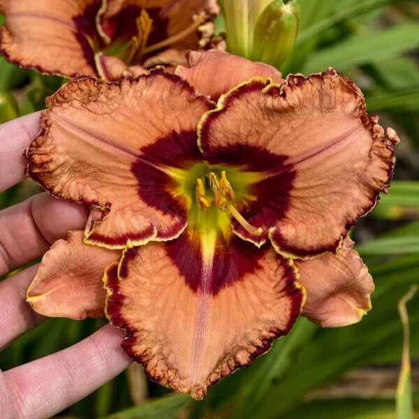 Fearfully and Wonderfully Made Daylily - thumbnail 2
