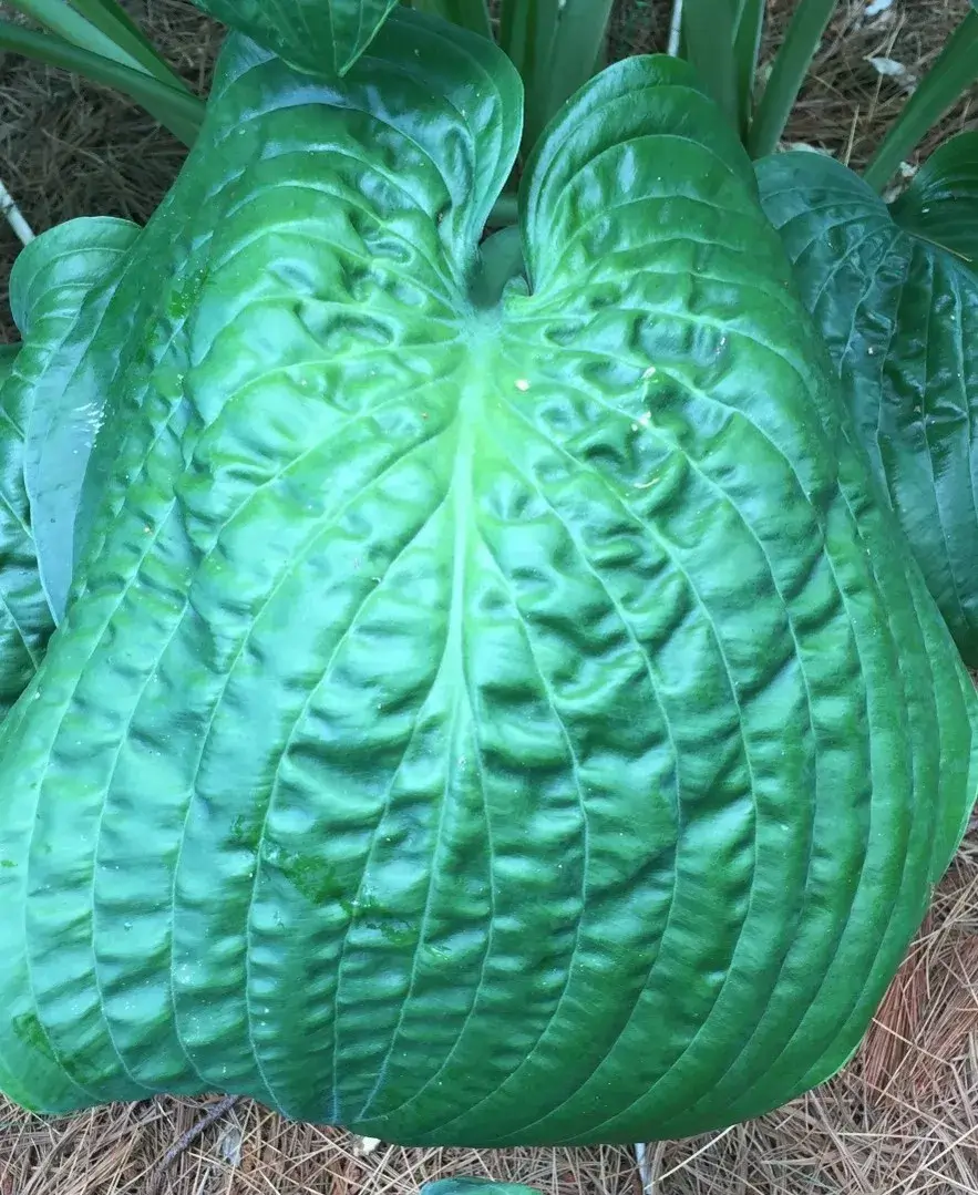 Lord Puckersheen Hosta - thumbnail 2