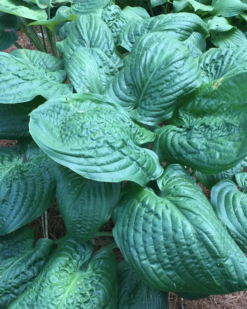 Lord Puckersheen Hosta