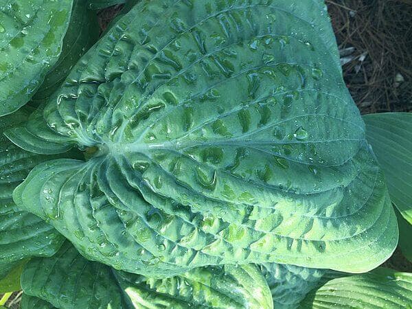 Lord Puckersheen Hosta - thumbnail 3