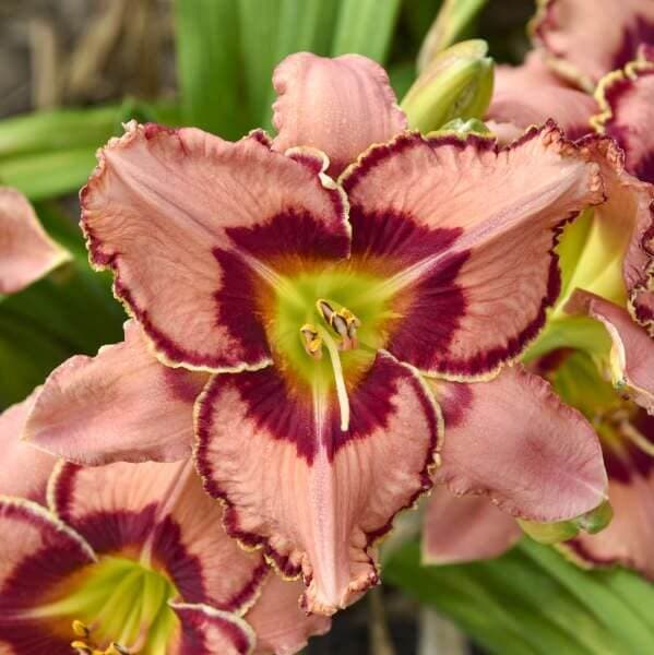 Fearfully and Wonderfully Made Daylily