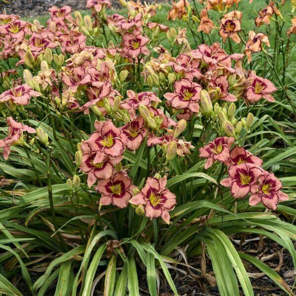 Fearfully and Wonderfully Made Daylily - thumbnail 3