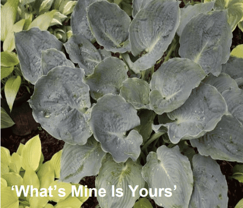 What’s Mine is Yours