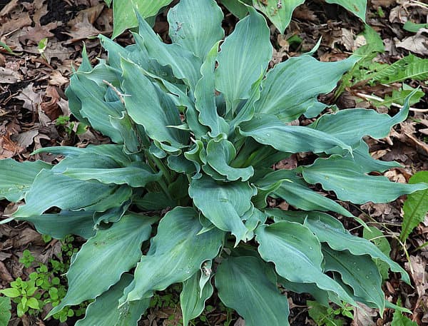Rough and Tumble Hosta