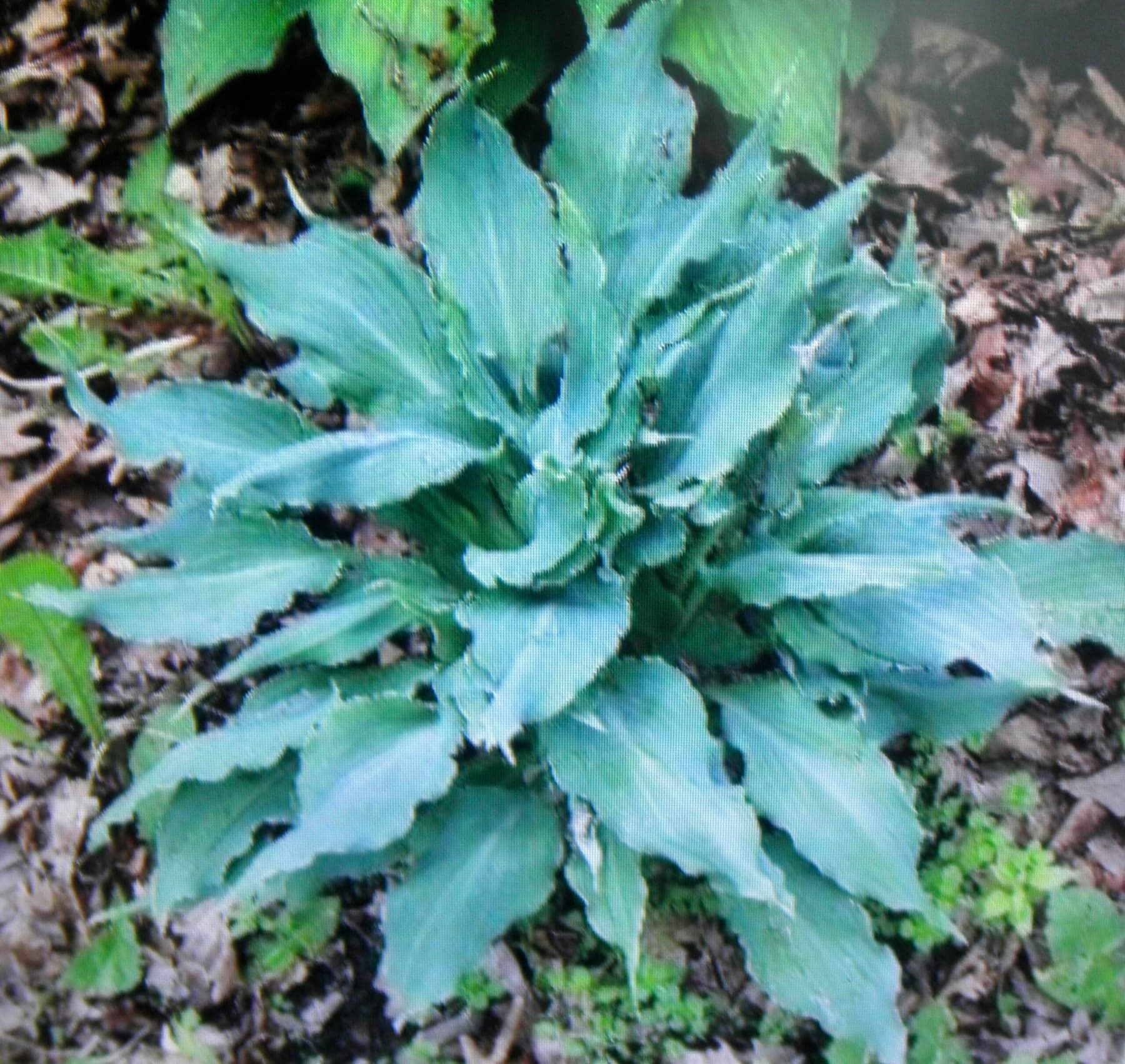 Rough and Tumble Hosta - thumbnail 2