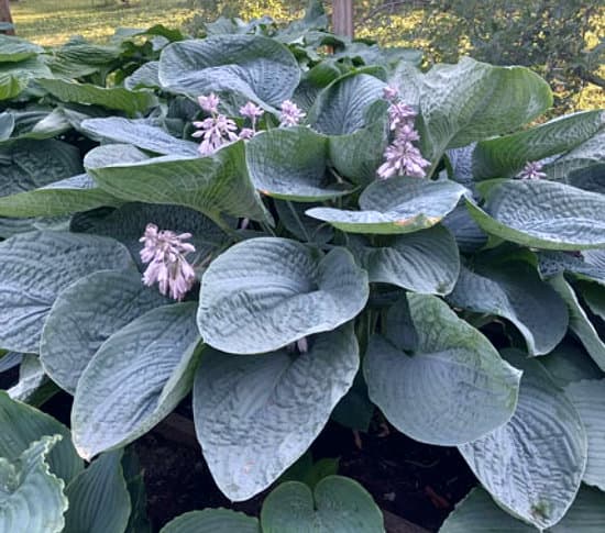 Smokey Mountain Blues Hosta