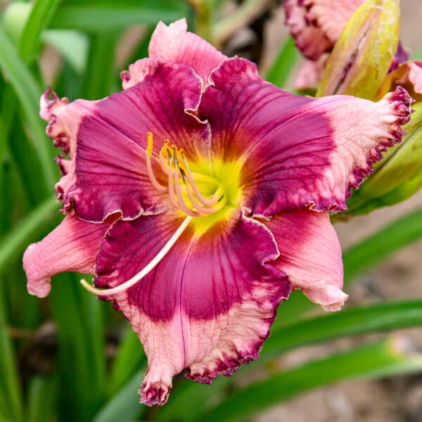 Don’t Lose Heart Daylily