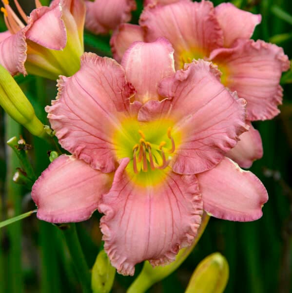 Pinkapotamus Daylily
