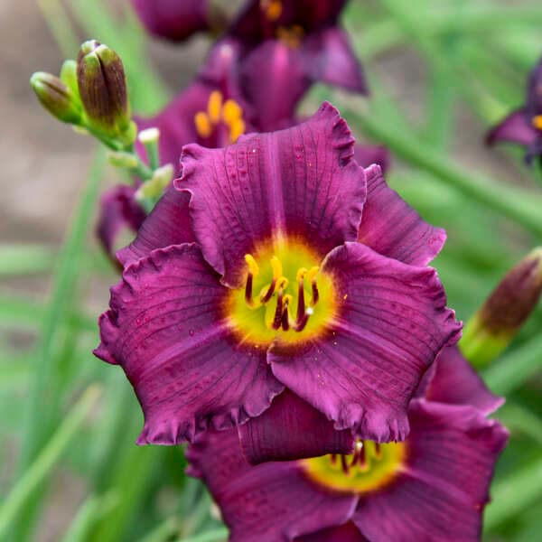 Rule of Plum Daylily