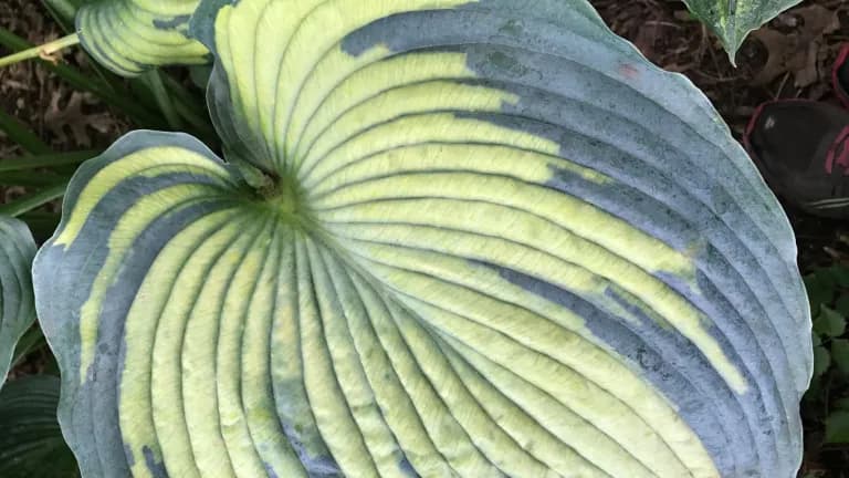 Tantalize Hosta