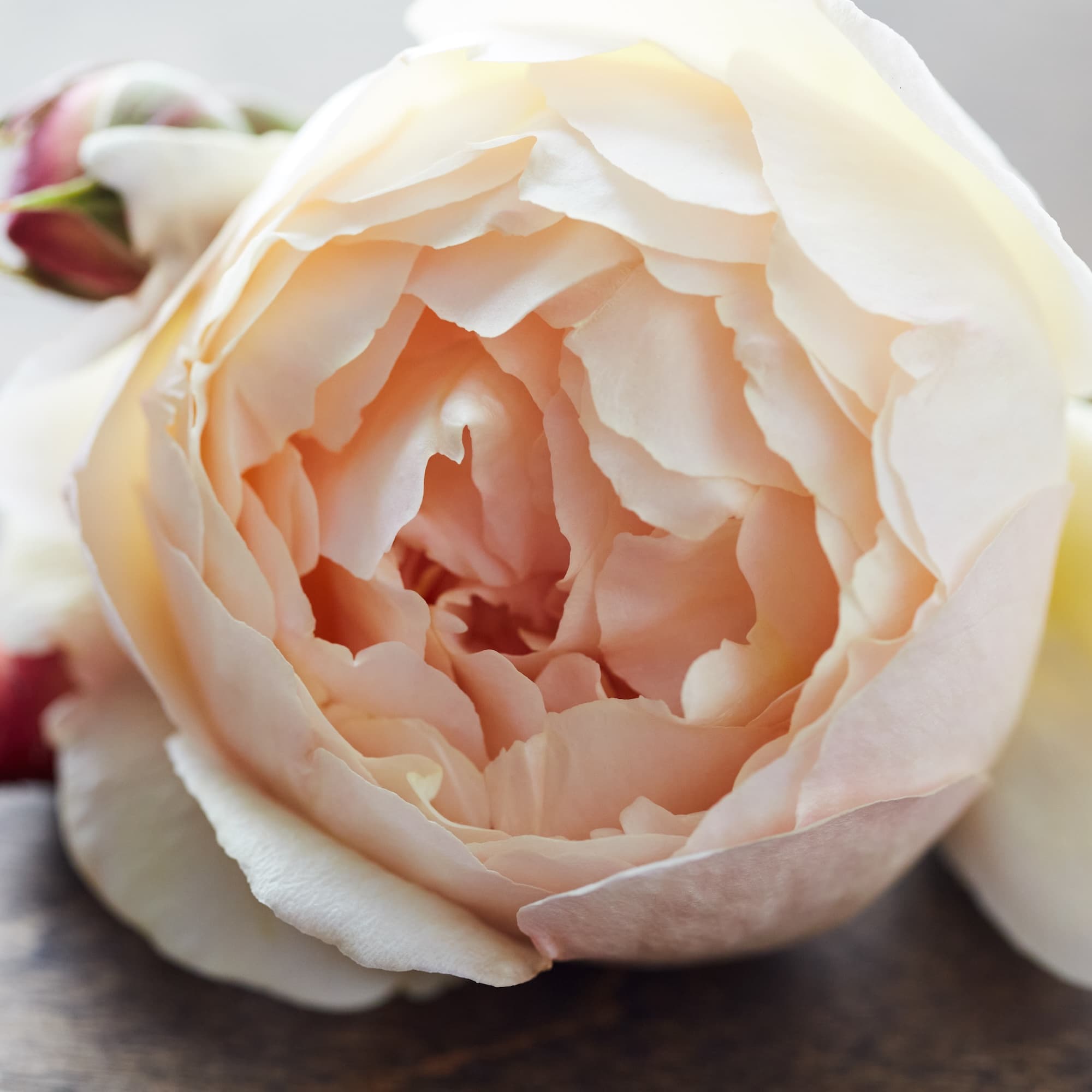 California Rose - thumbnail 3