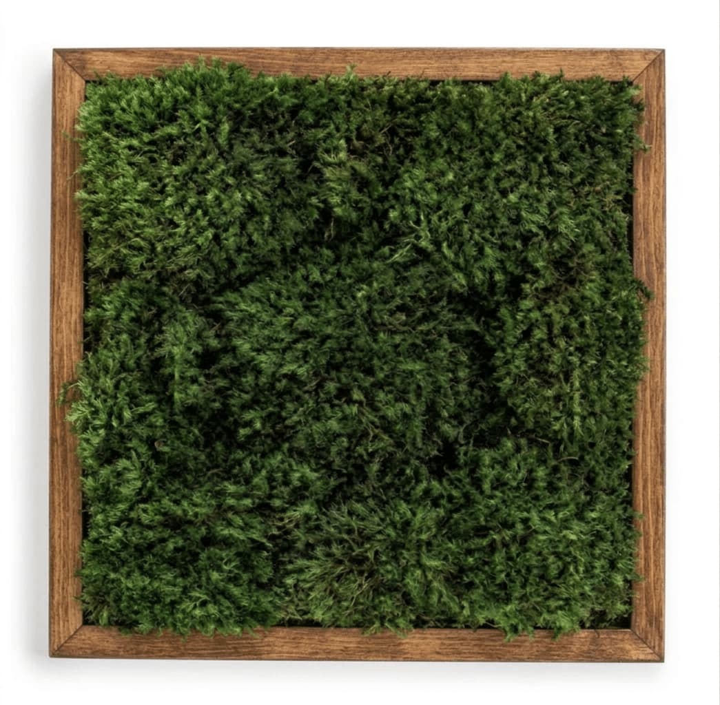 Live Mood Moss Wall Art in Brown, 12″x12″