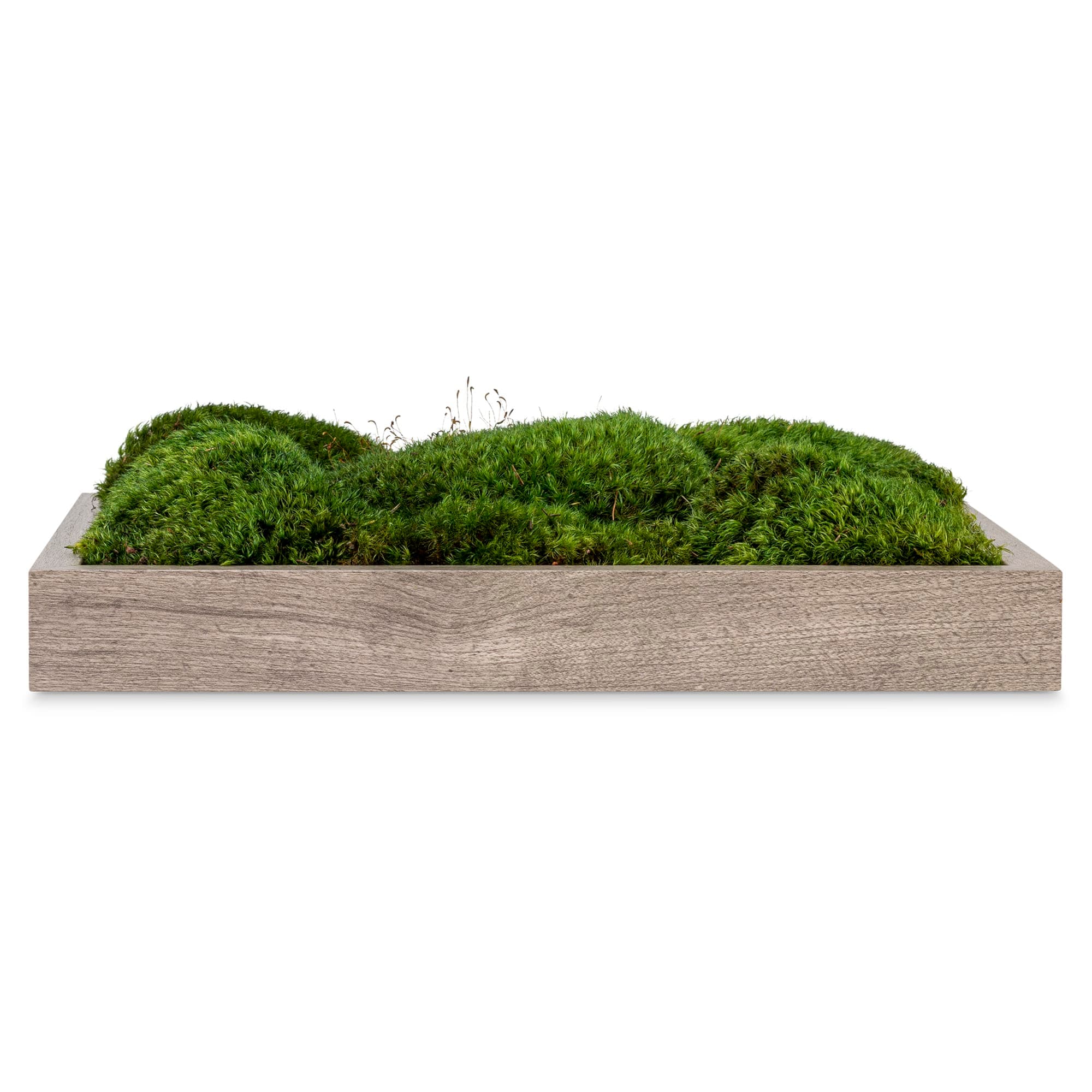 Live Mood Moss Wall Art in Gray, 12″x12″ - thumbnail 2