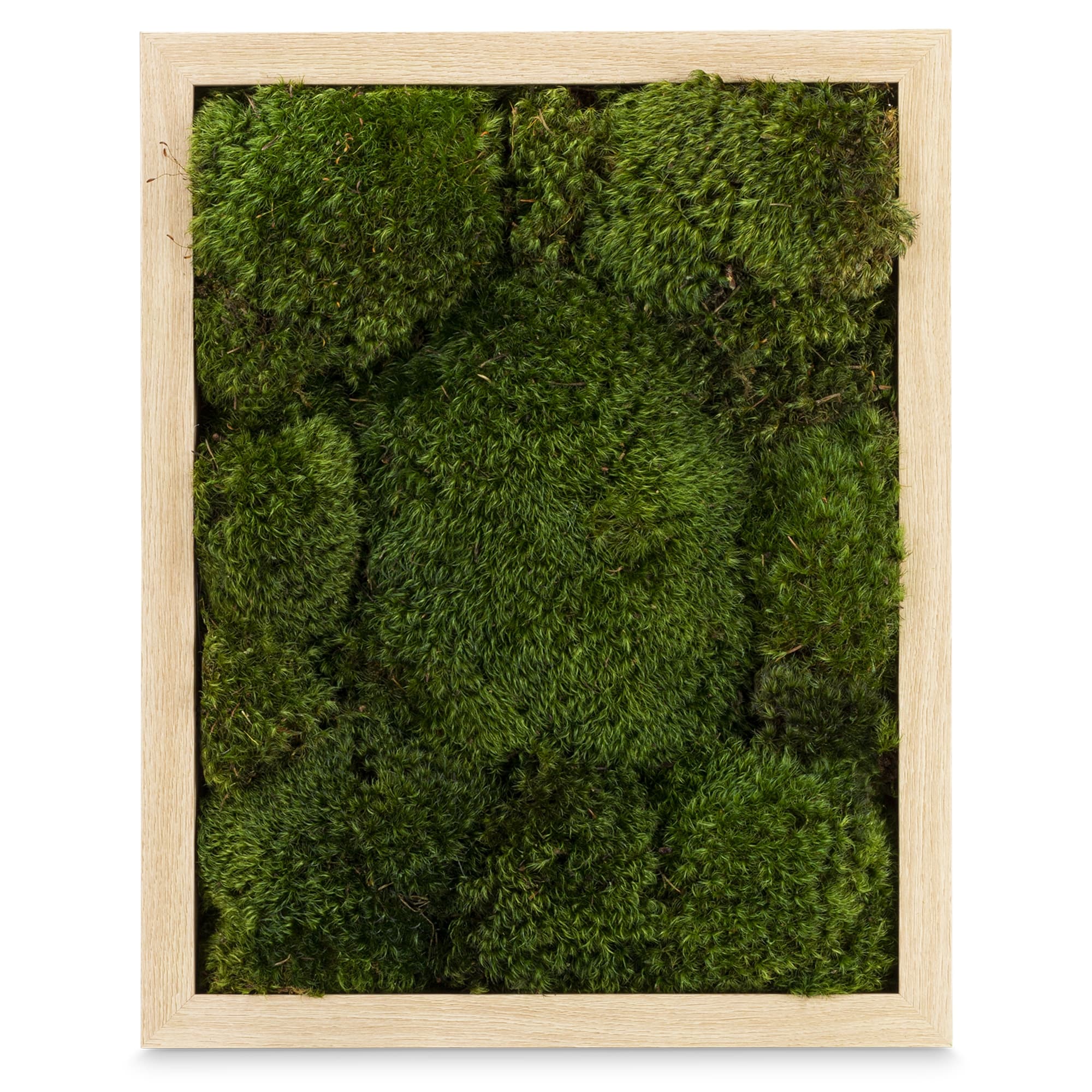 Live Mood Moss Wall Art in Natural Wood - thumbnail 2