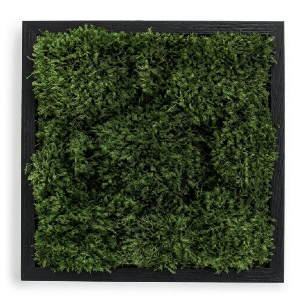 Live Mood Moss Wall Art in Black, 12″x12″