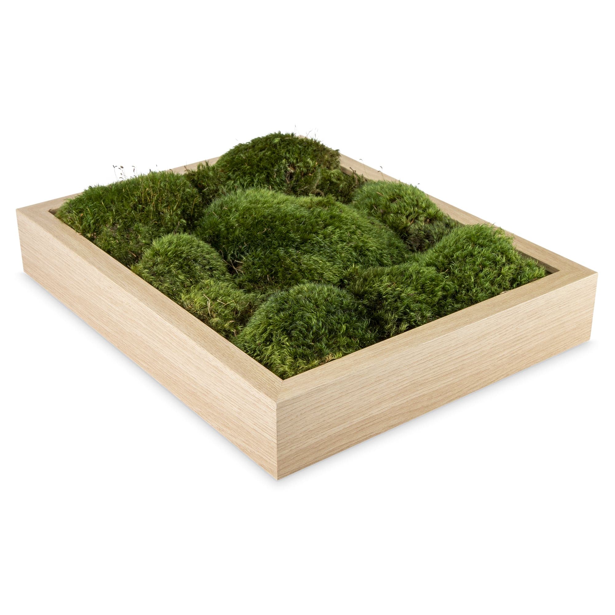 Live Mood Moss Wall Art in Natural Wood - thumbnail 3