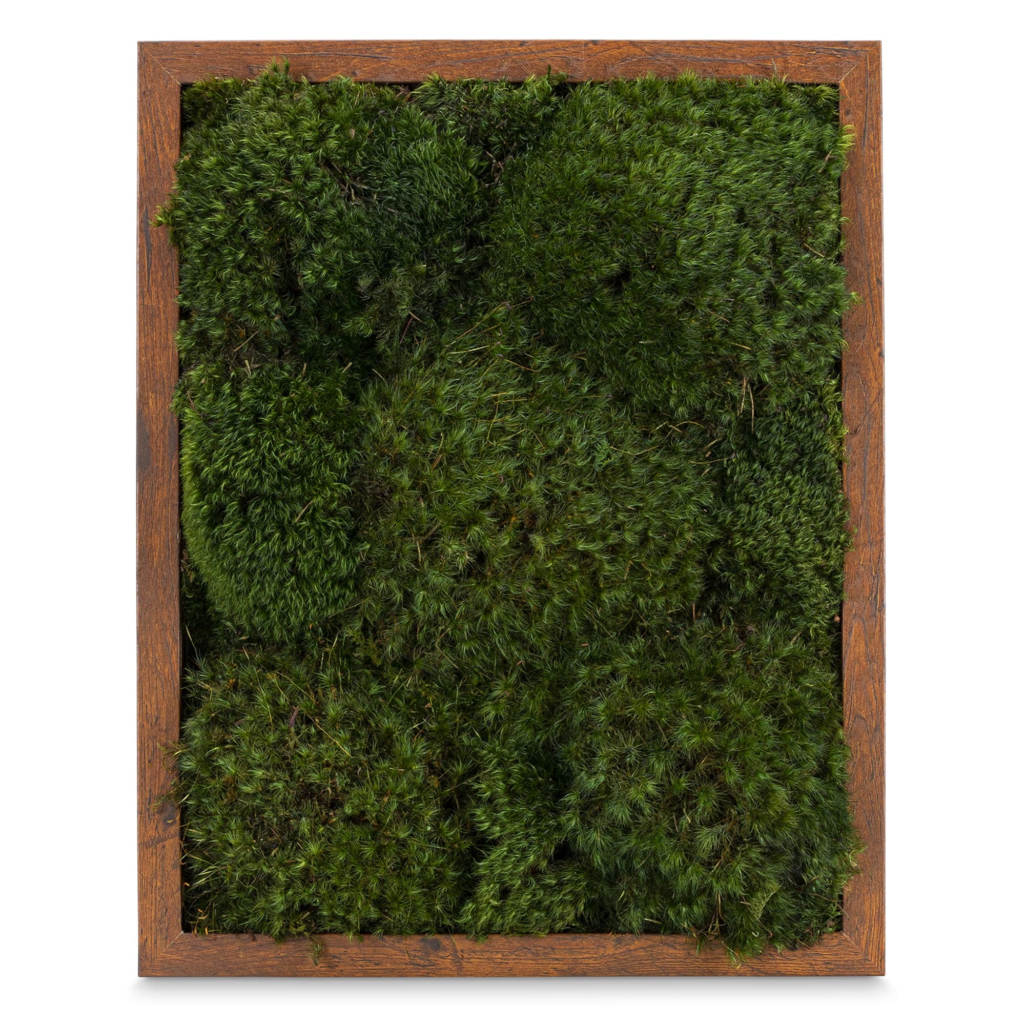 Live Mood Moss Wall Art in Brown, 11″x14″ - thumbnail 2